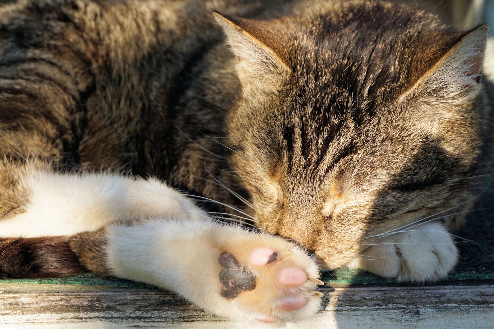 Sony a6000 sample photo. Cat, mieze, animal photography