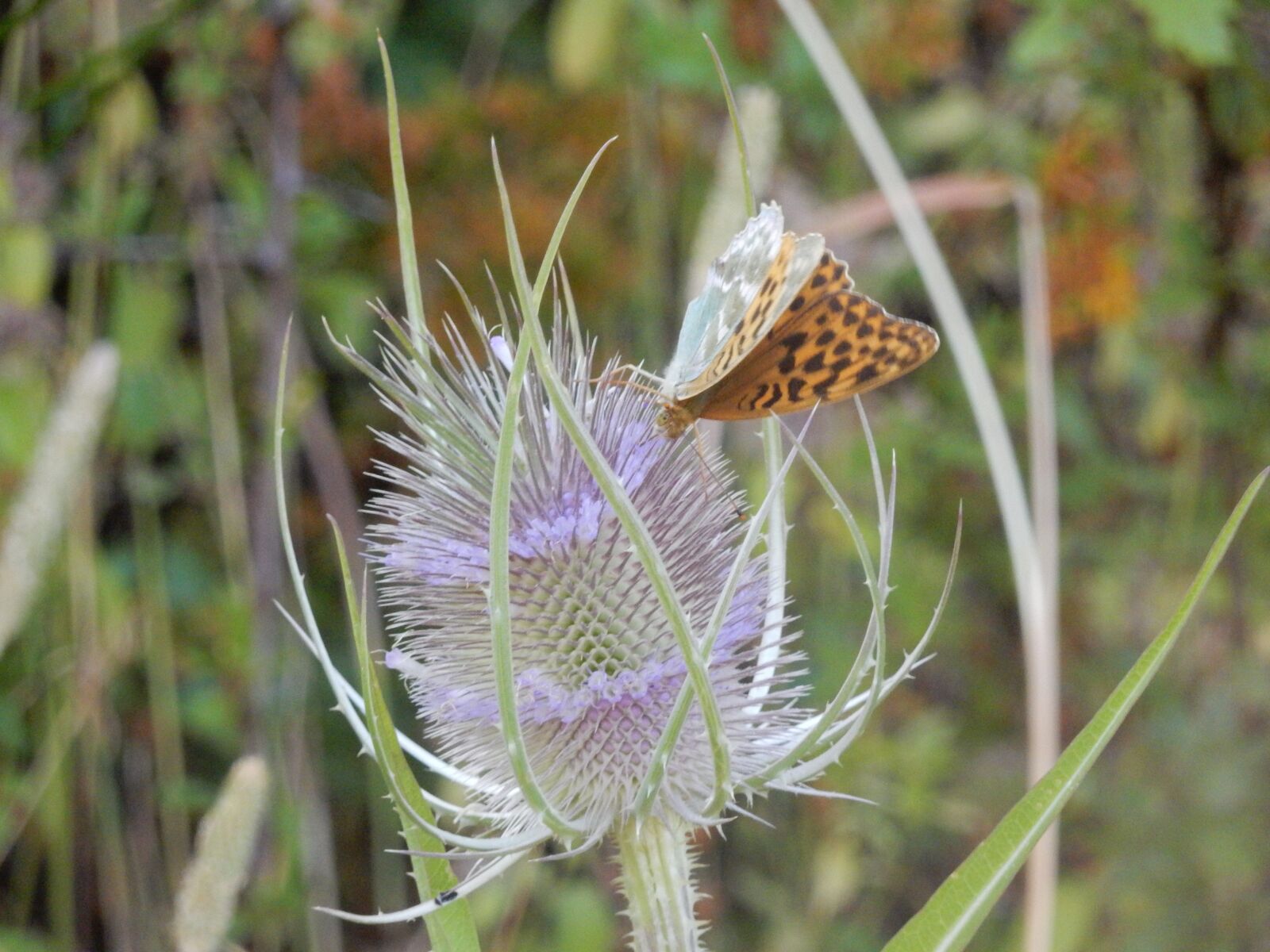 Nikon Coolpix S9900 sample photo. Thistle, butterfly, flower photography