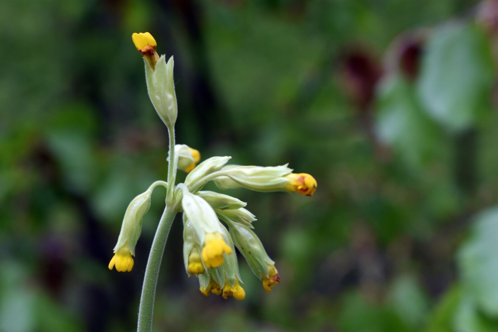 Nikon D3400 sample photo. Flower, field, meadow photography