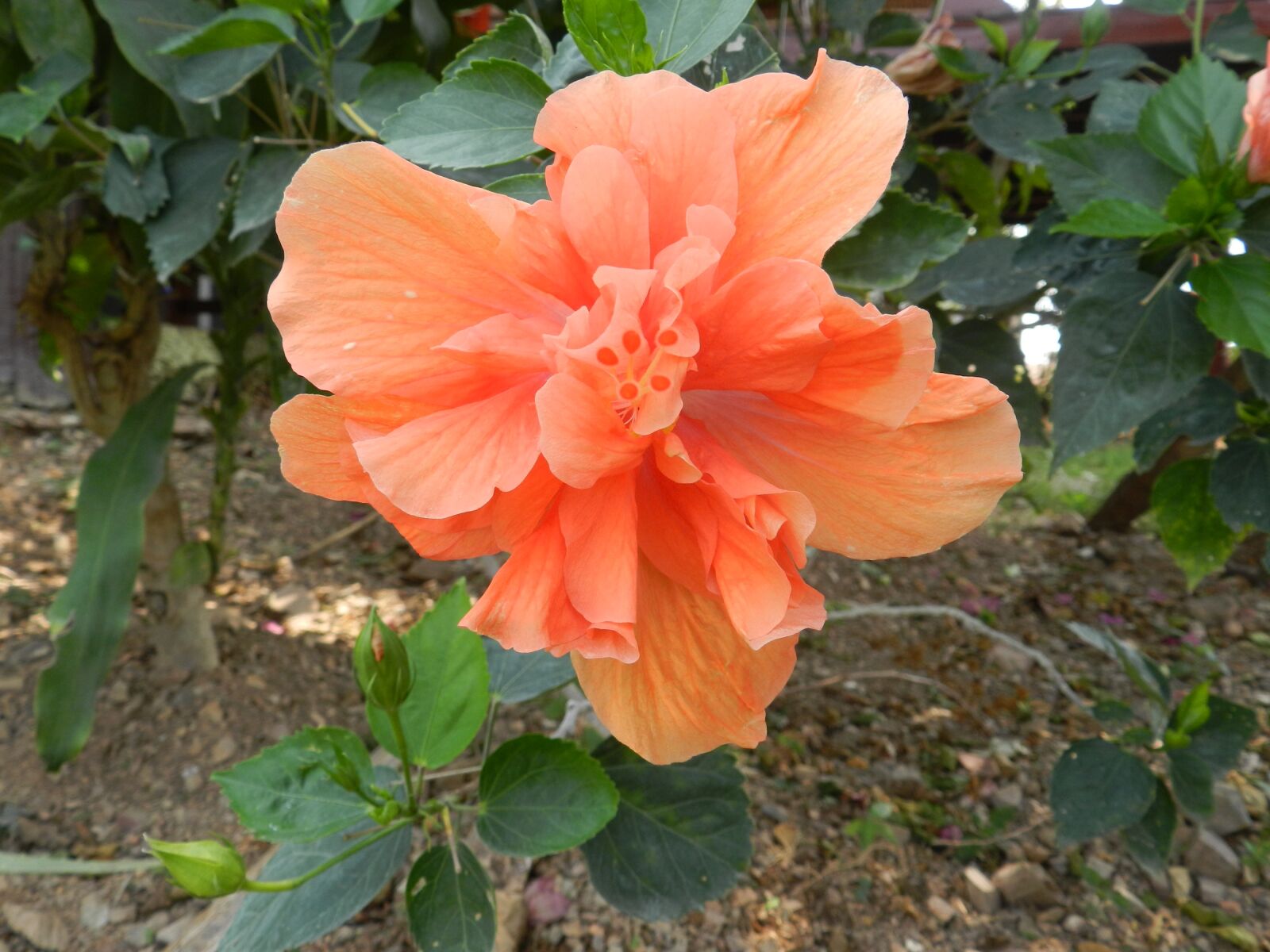 Nikon Coolpix P500 sample photo. Hibiscus, orange, flower photography