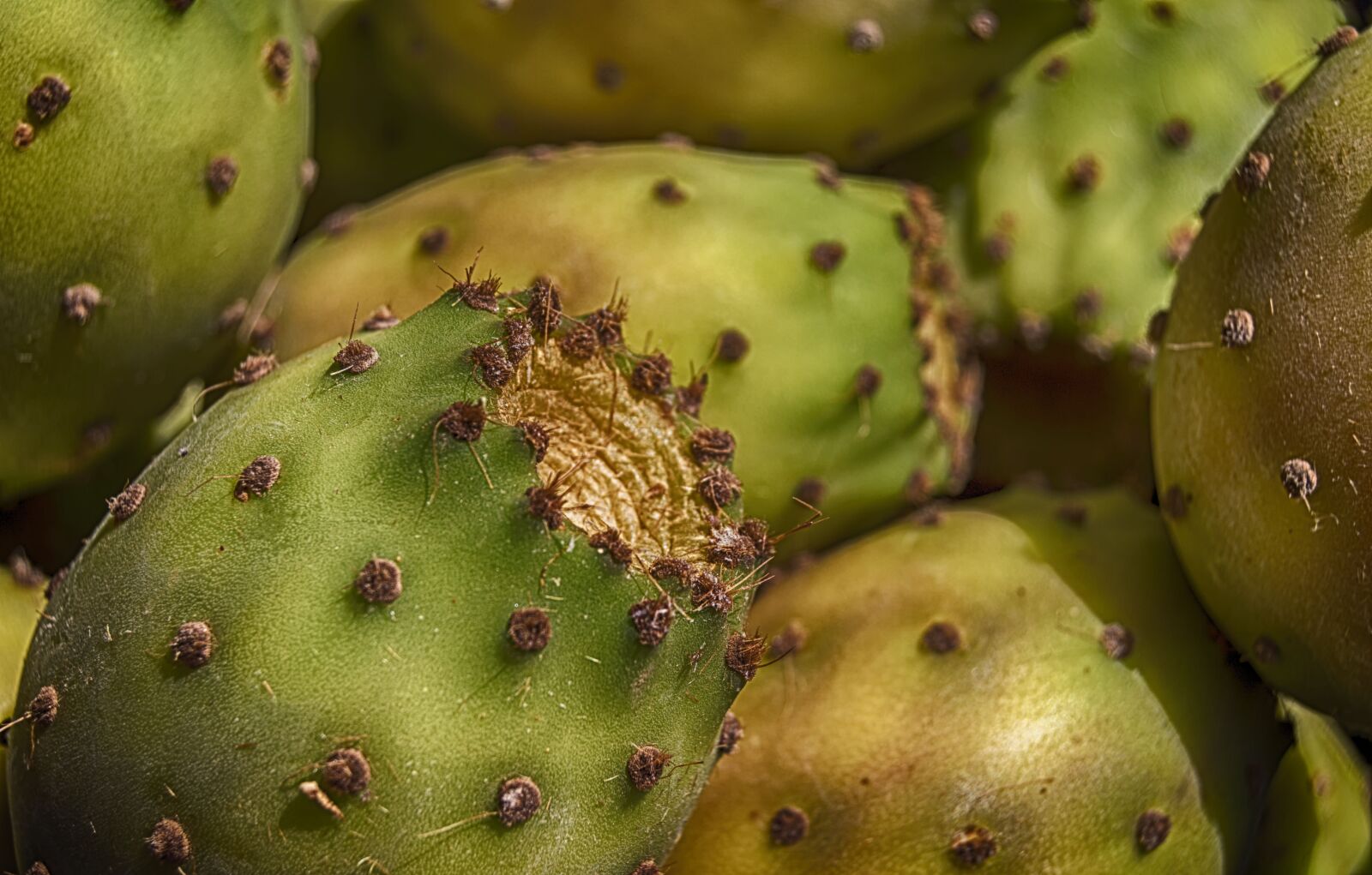 Nikon D3200 sample photo. Prickly pears, prickly pear photography
