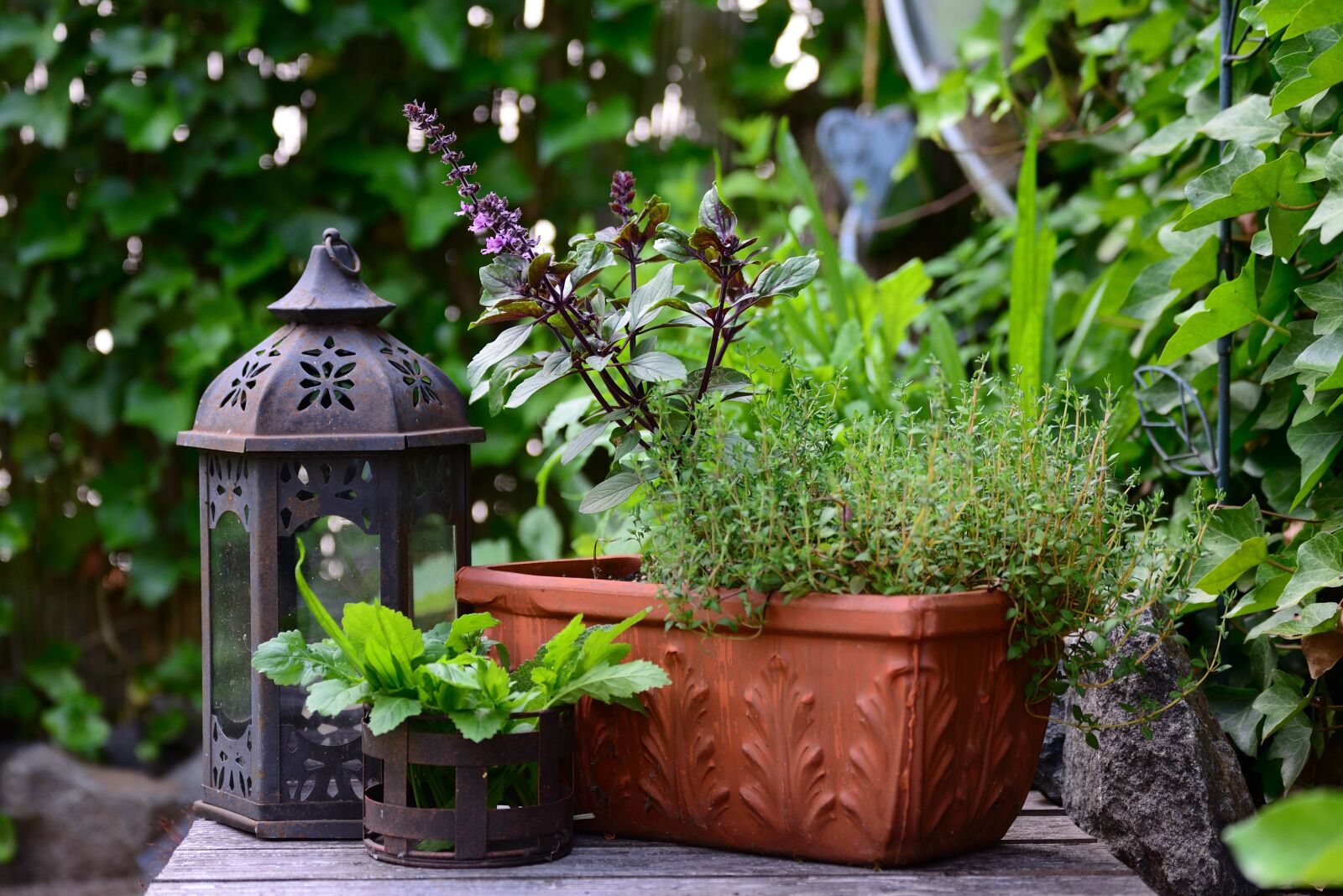 Nikon D610 sample photo. Basil bush basil, thyme photography