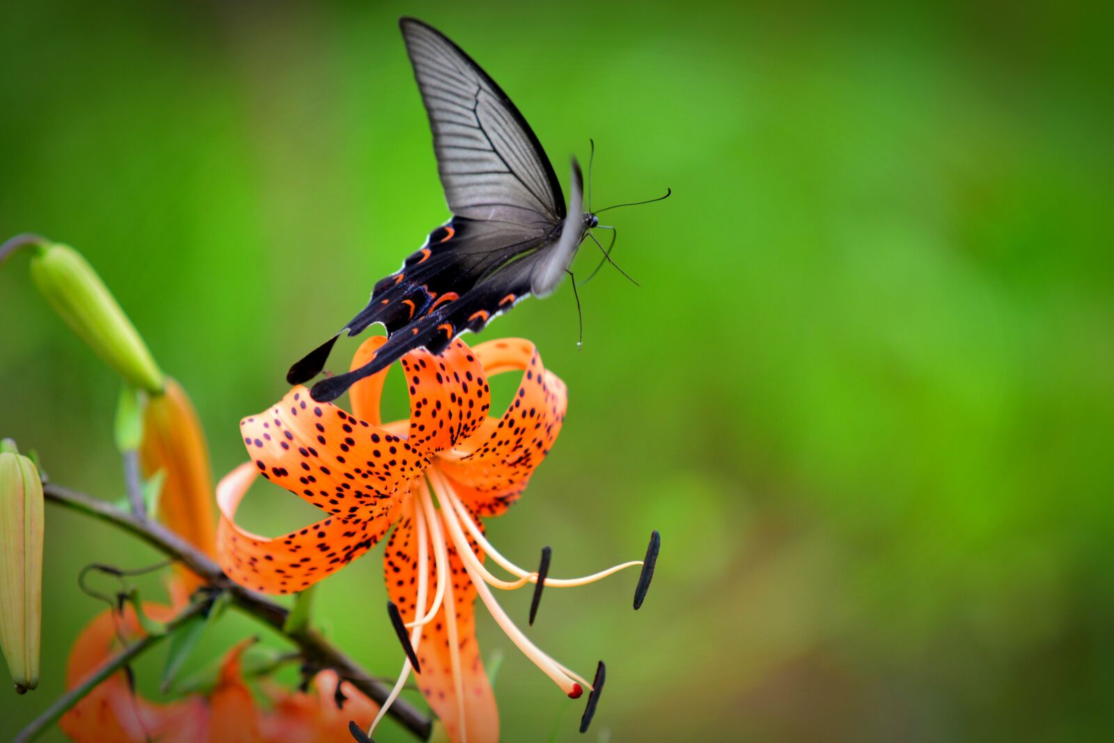 Nikon D610 sample photo. Lilium lancifolium, butterfly, long photography