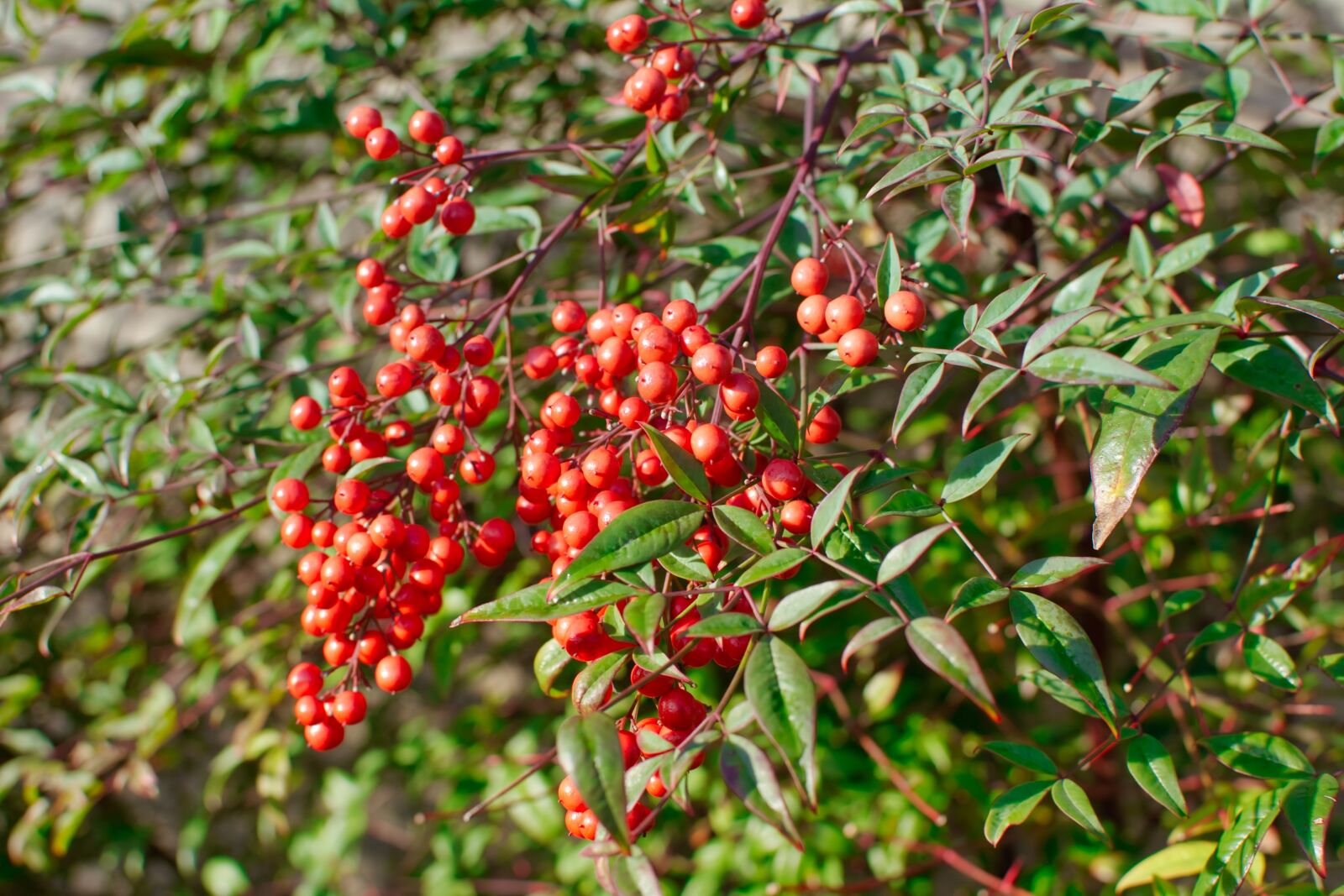 Nikon D5200 sample photo. Red, berries, garden photography
