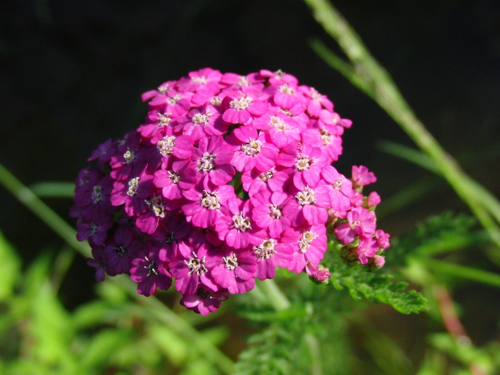 CASIO EX-FC100 sample photo. Yarrow, medicinal plant, plant photography