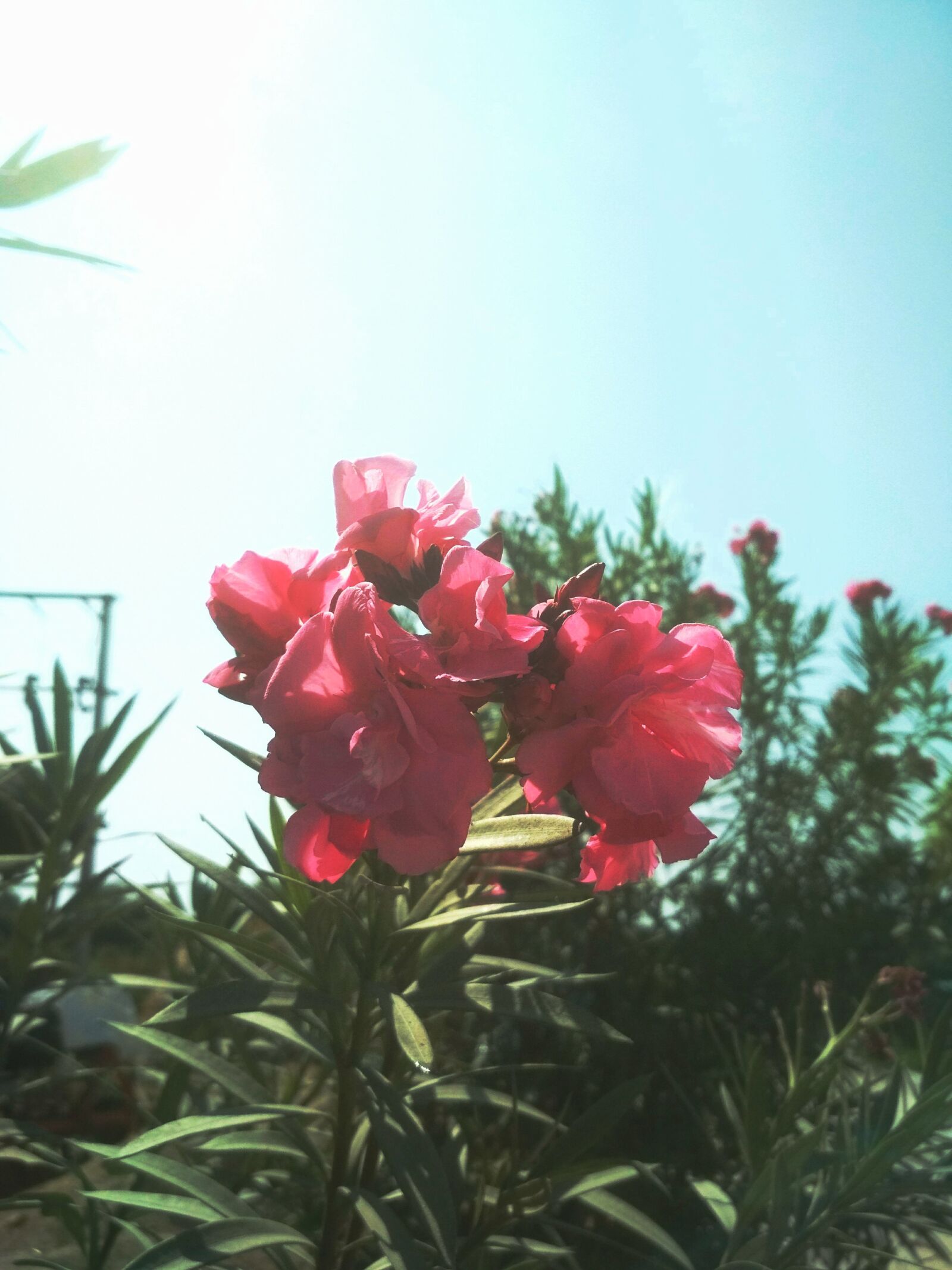 Xiaomi Redmi 4X sample photo. Beauty, in, nature, blooming photography