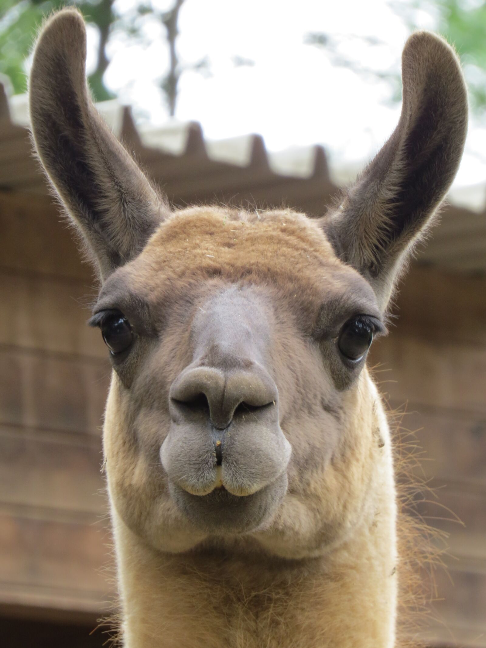 Canon PowerShot SX50 HS sample photo. Zoo, lama, animal photography