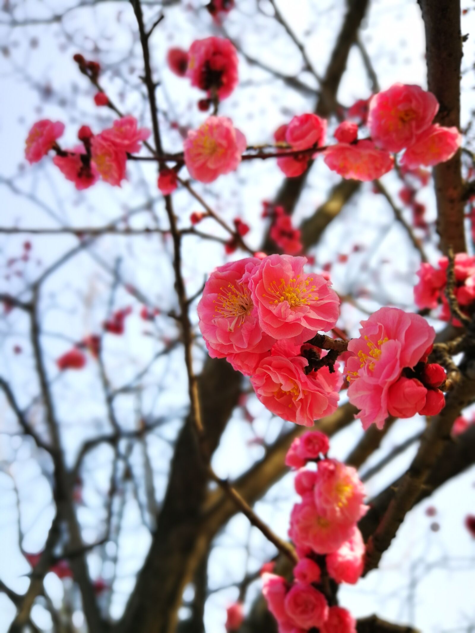 HUAWEI P10 Plus sample photo. Branch, tree, season photography