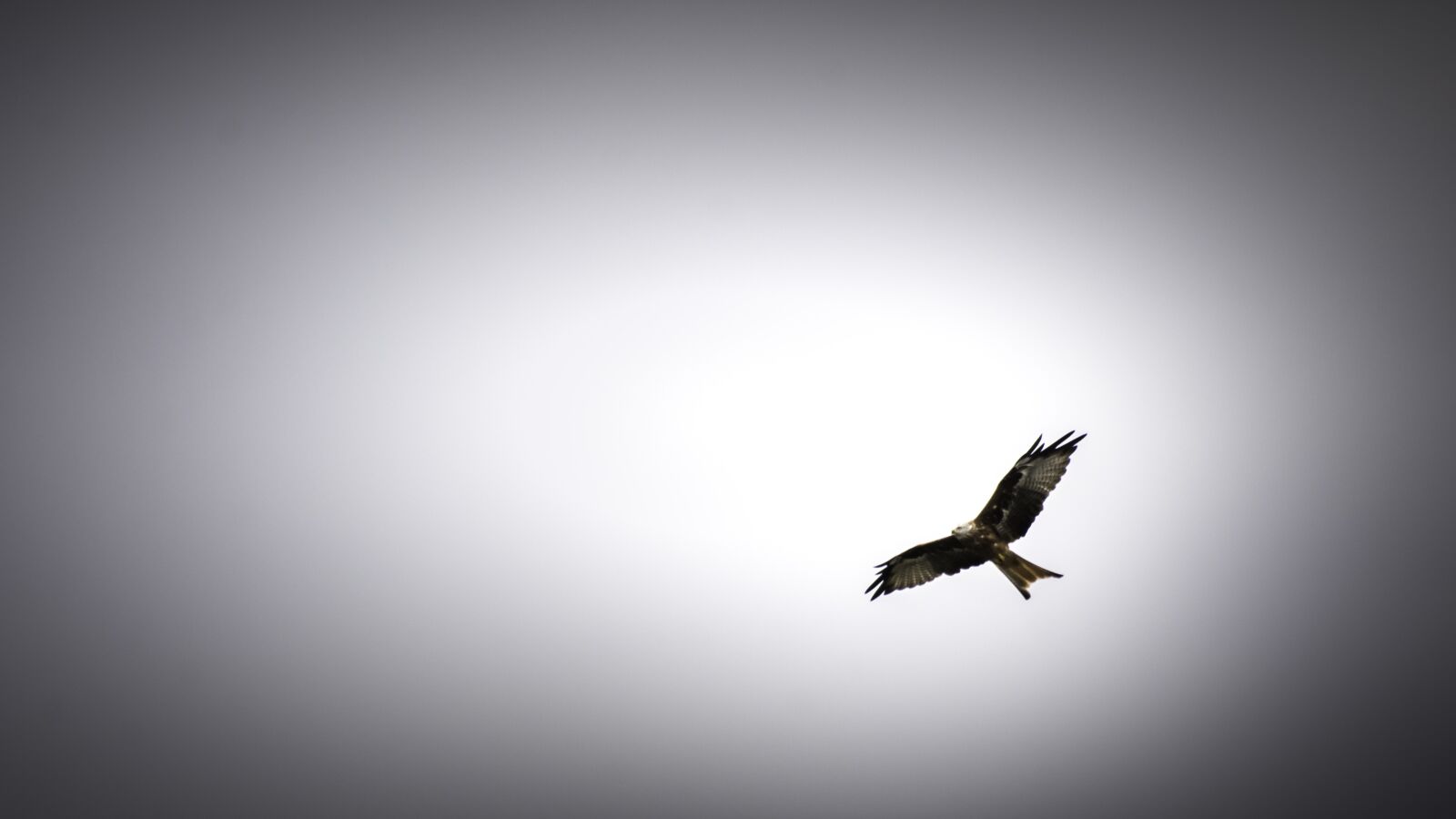 Nikon D7100 sample photo. Bird, sky, sunset photography