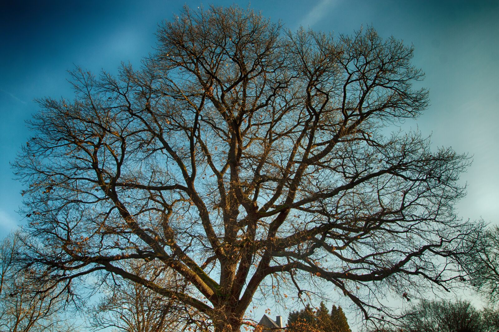Canon EOS 50D sample photo. Oak, tree, old oak photography