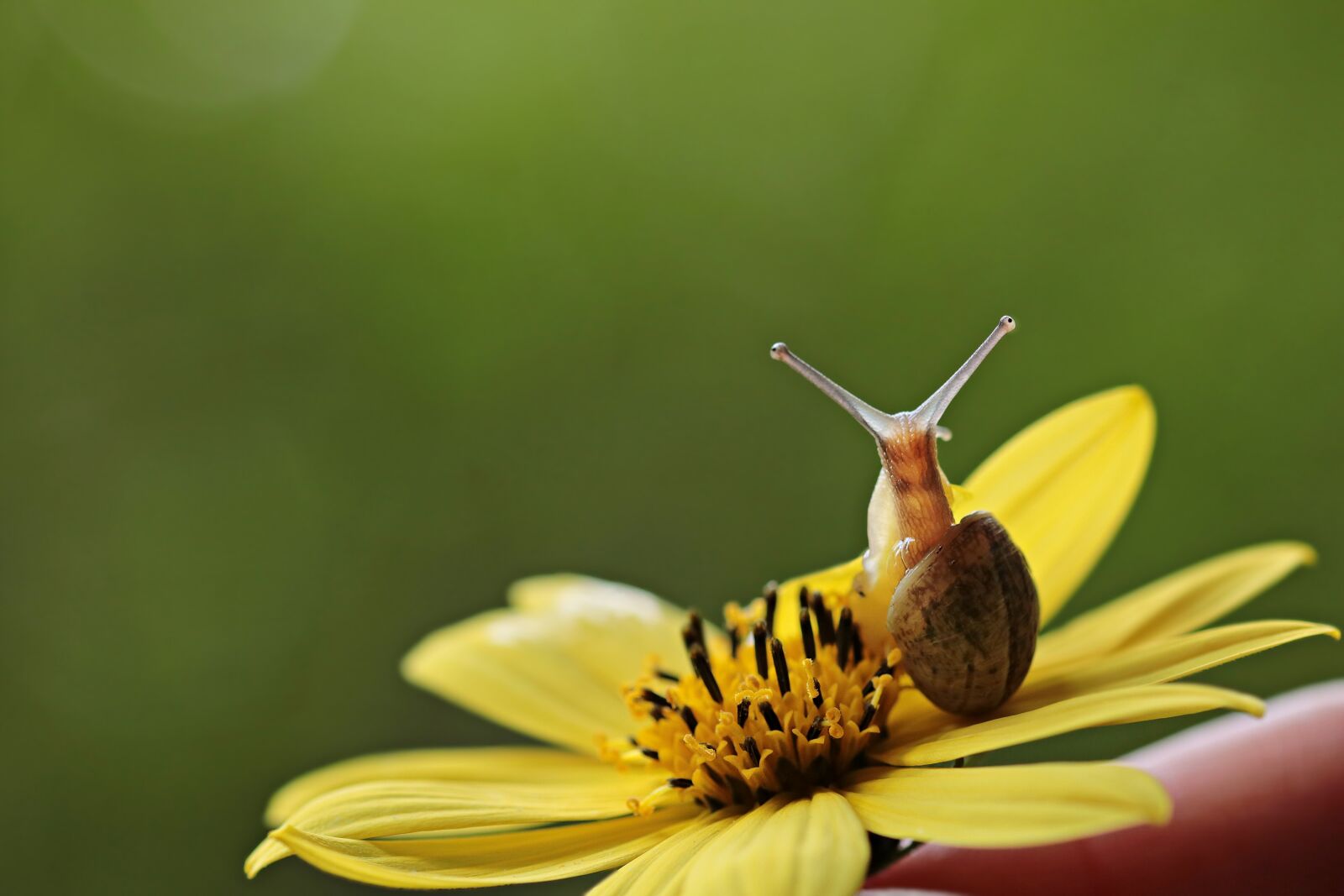Canon EOS 80D sample photo. Snail, va-jay-jay, flower photography