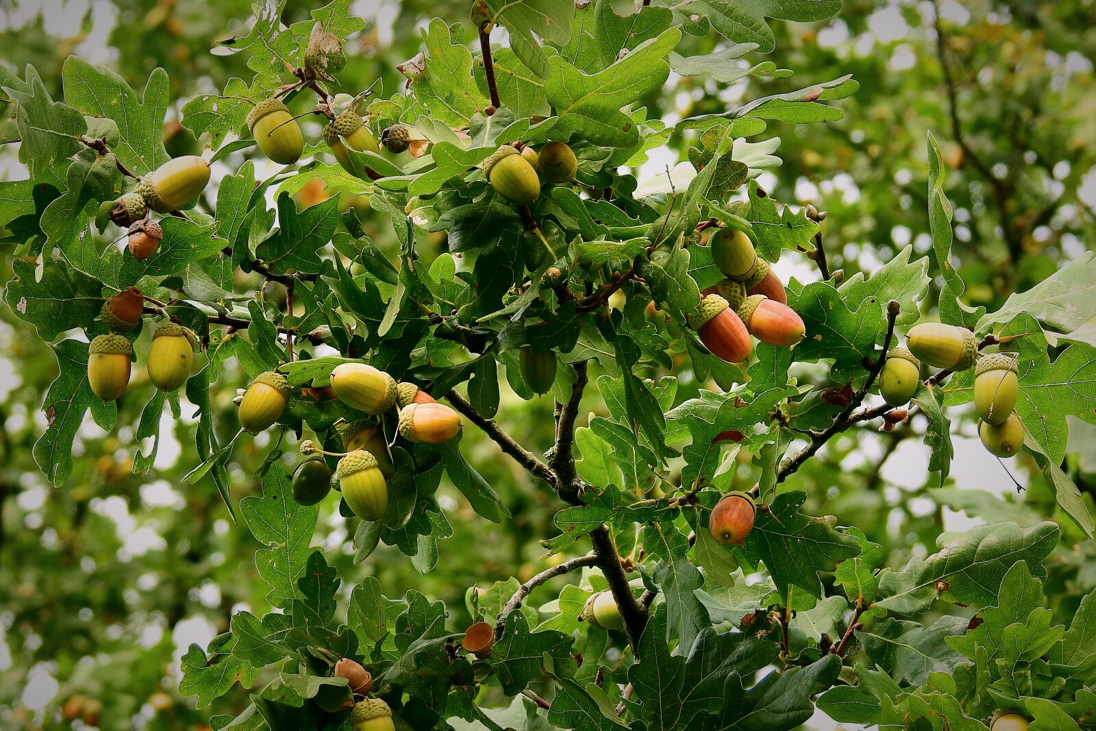 Nikon Coolpix P900 sample photo. Acorns, mature, tree photography