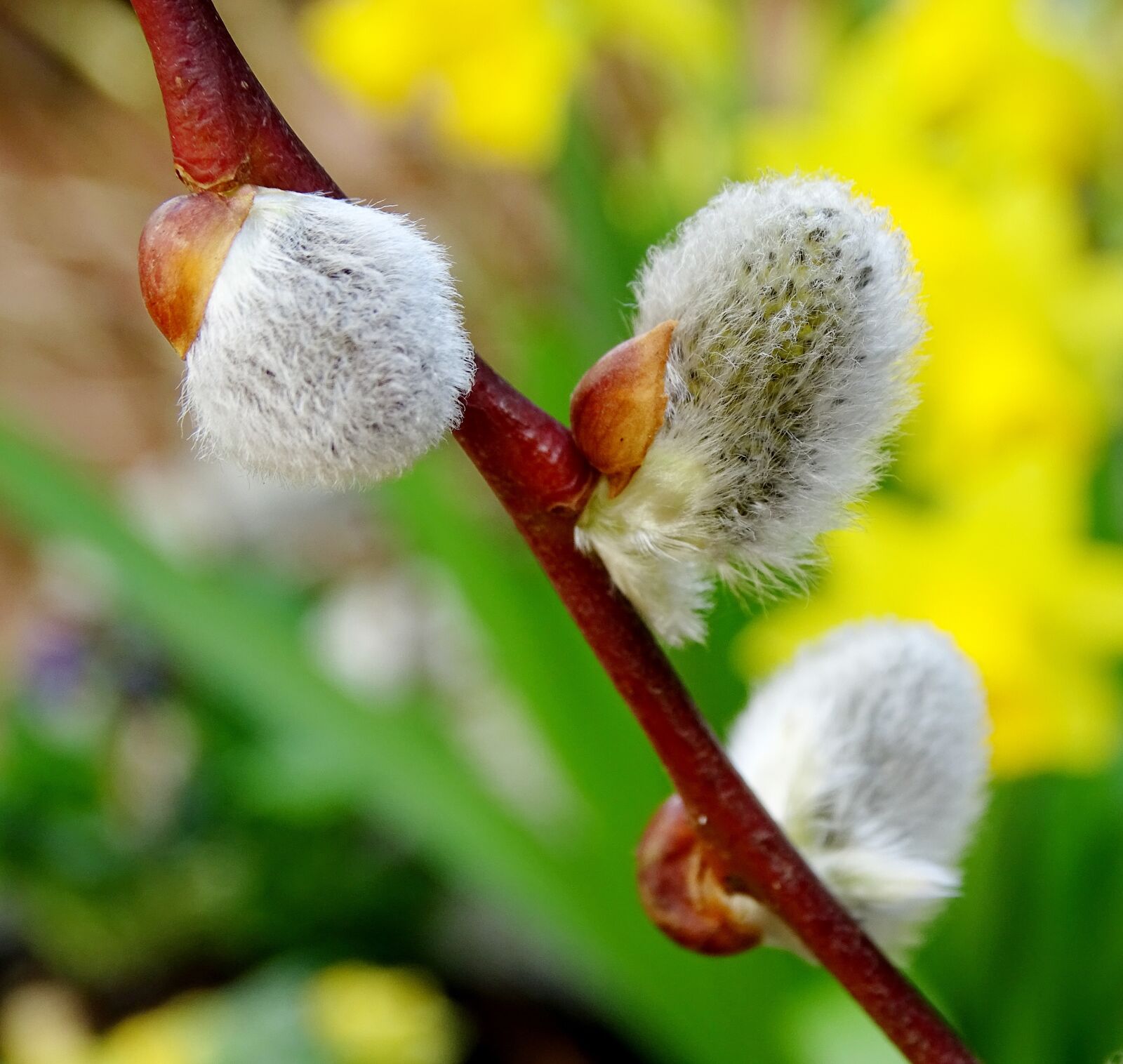 Sony Cyber-shot DSC-HX400V sample photo. Willow catkin, pasture, branch photography