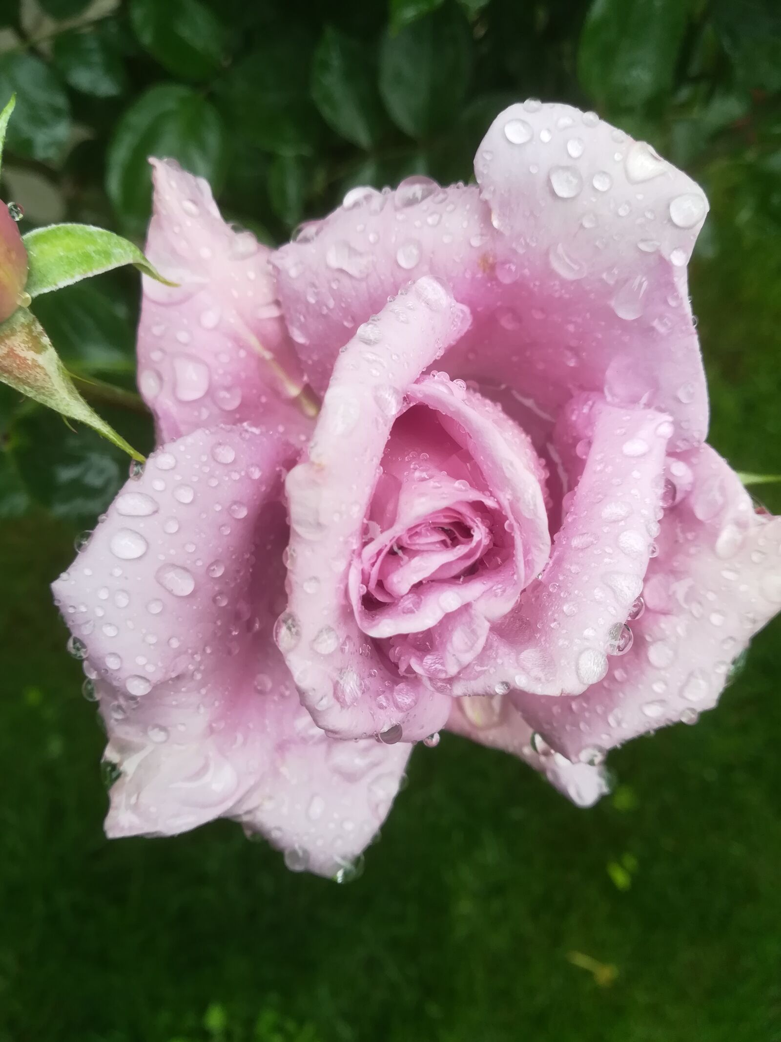 HUAWEI P10 lite sample photo. Rose, purple, color photography