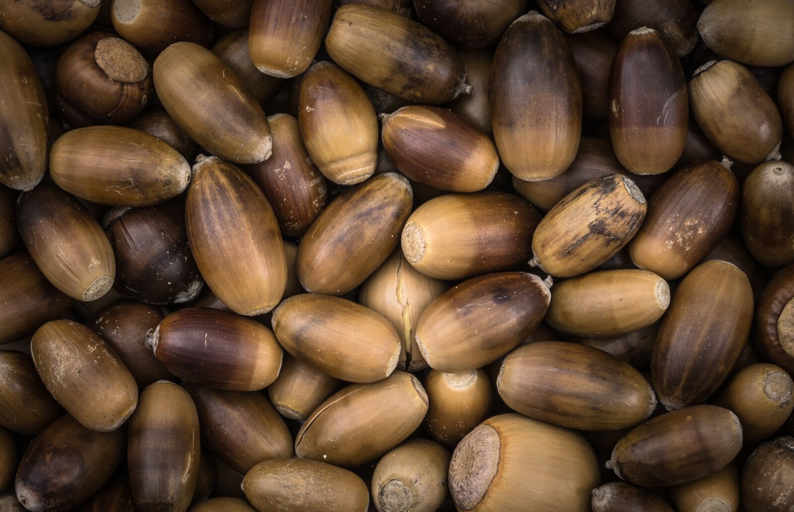 Sony Alpha NEX-5N sample photo. Acorn, autumn, fruit photography