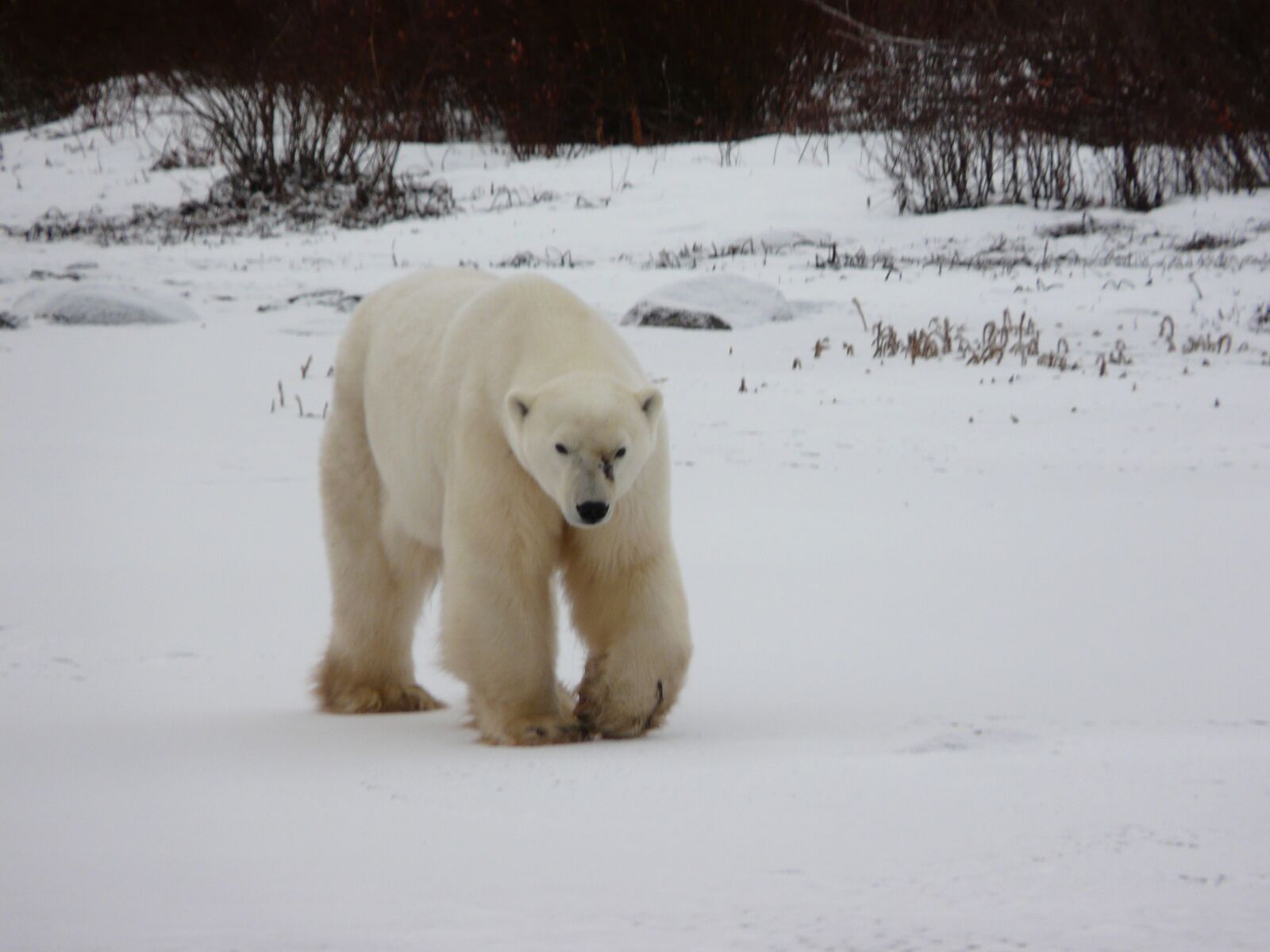 Panasonic DMC-FZ18 sample photo. Polar bear, churchill, canada photography