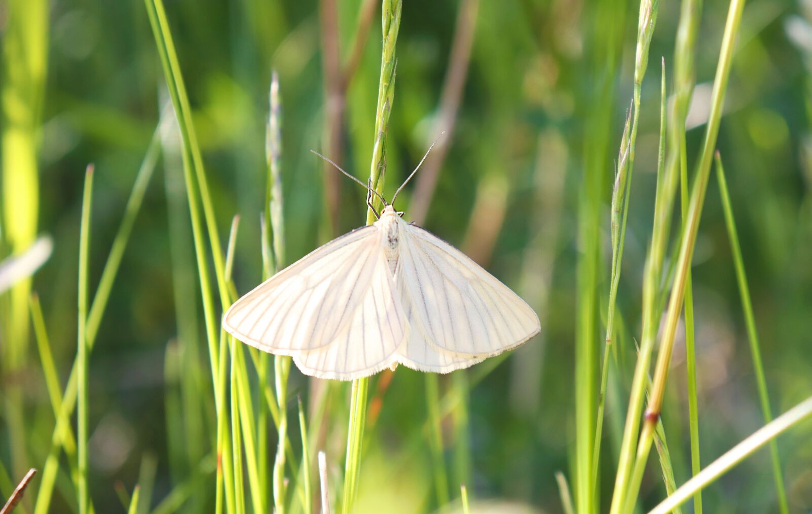 Canon EOS 77D (EOS 9000D / EOS 770D) sample photo. Moth, black-veined moth, invertebrates photography