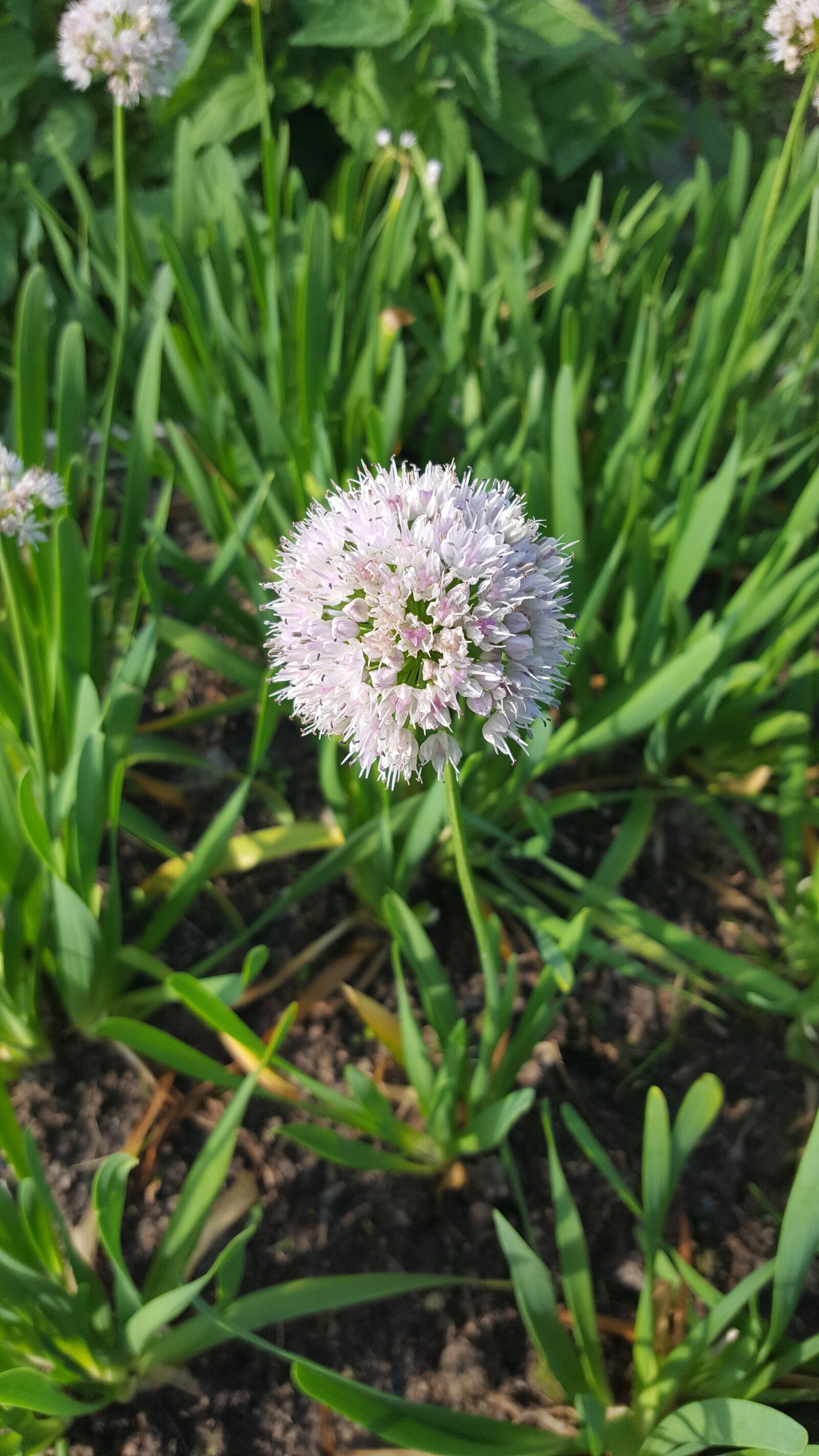 Samsung GALAXY S6 edge sample photo. Blooming onion, bow-slizun, lilac photography