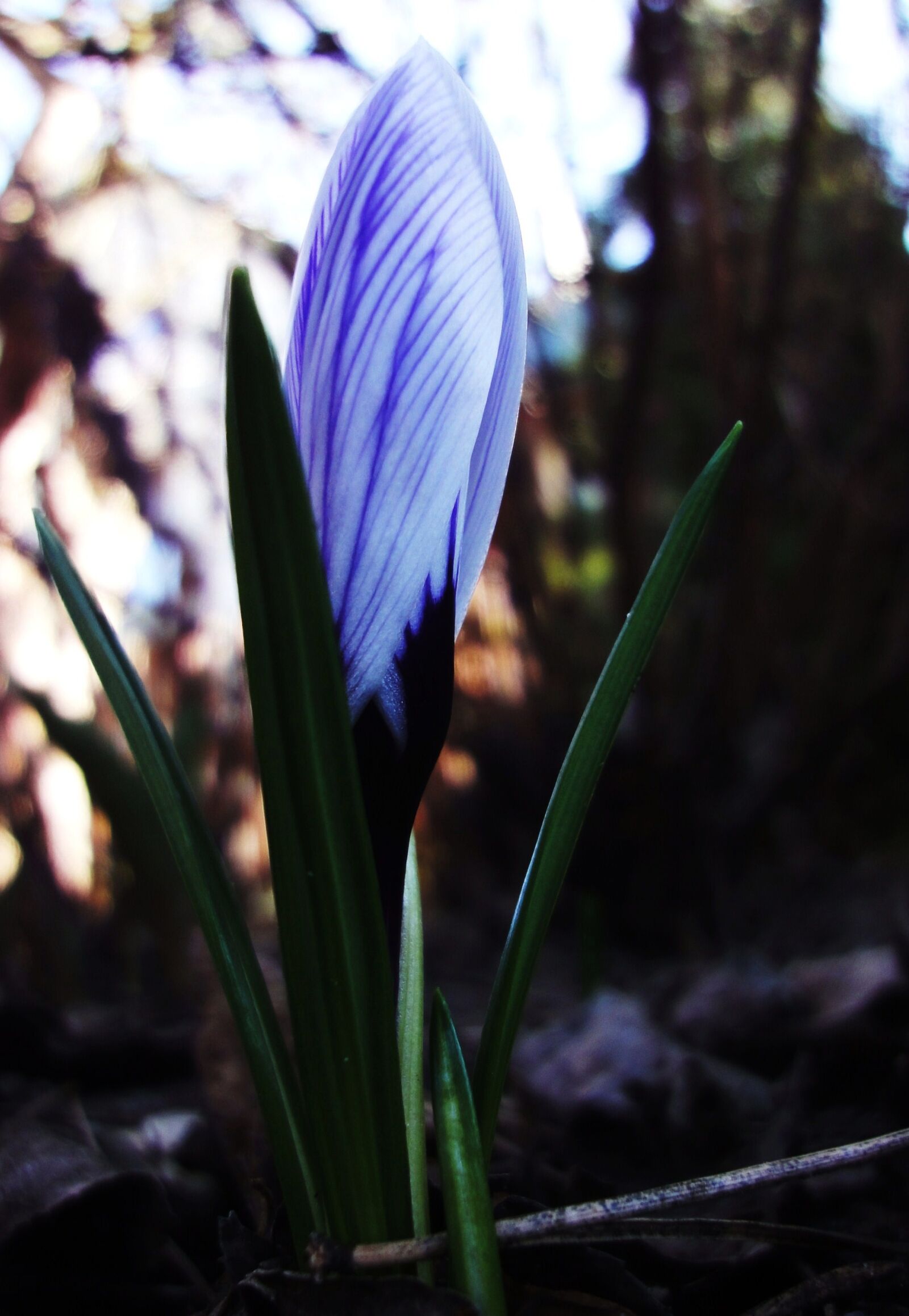 Sony Cyber-shot DSC-WX1 sample photo. Crocus, flower, spring, sun photography