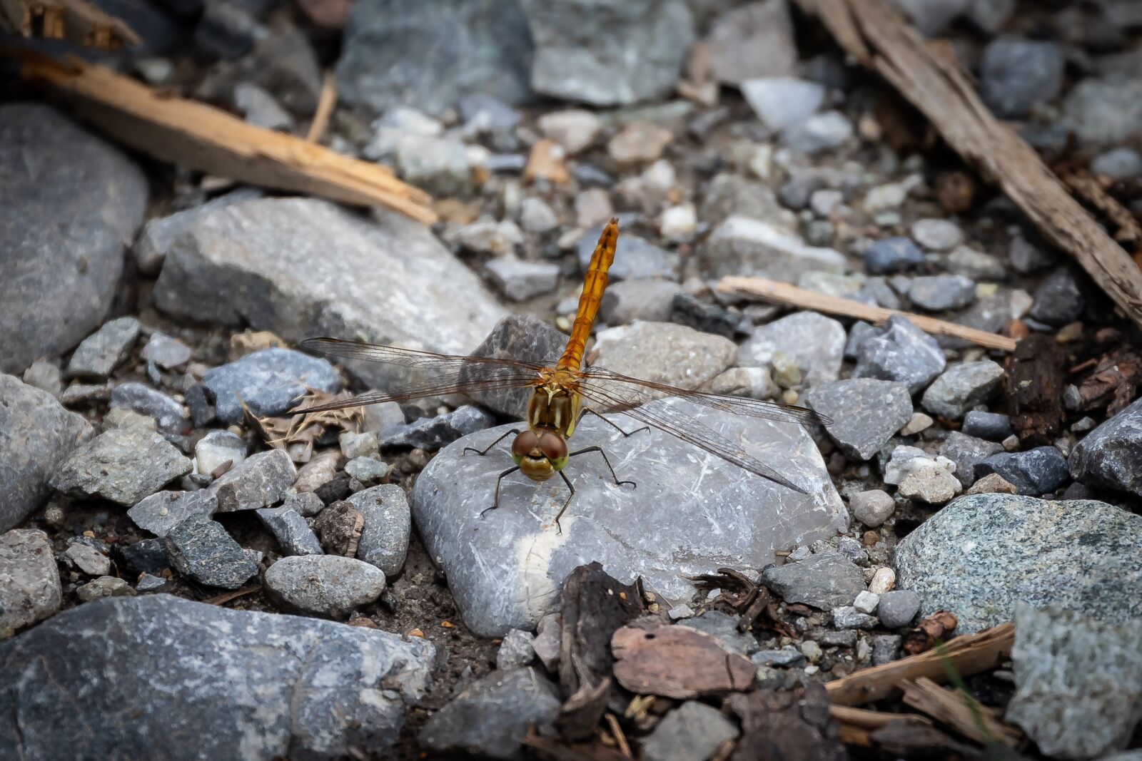 Canon EOS 7D Mark II sample photo. Dragonfly, darter sympetrum, insect photography