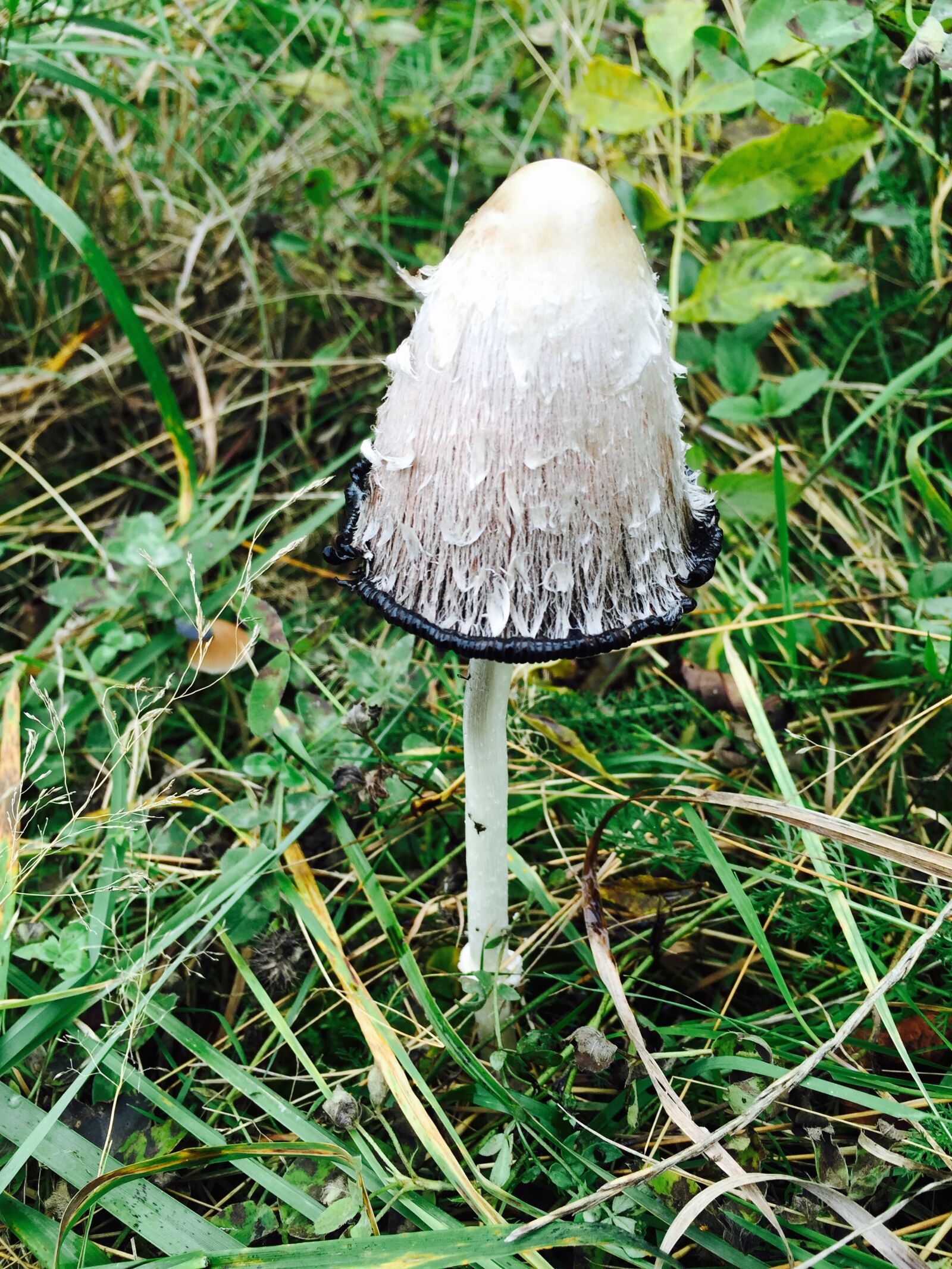 Apple iPhone 6 sample photo. Fungus, nature, forest mushrooms photography