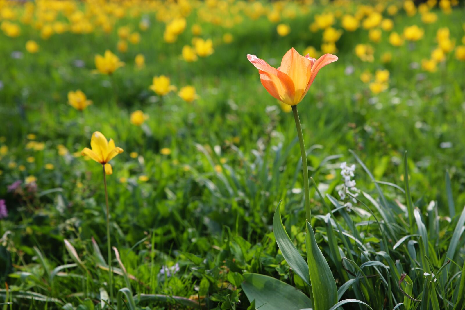 Canon EOS 6D Mark II sample photo. Nature, field, plant photography