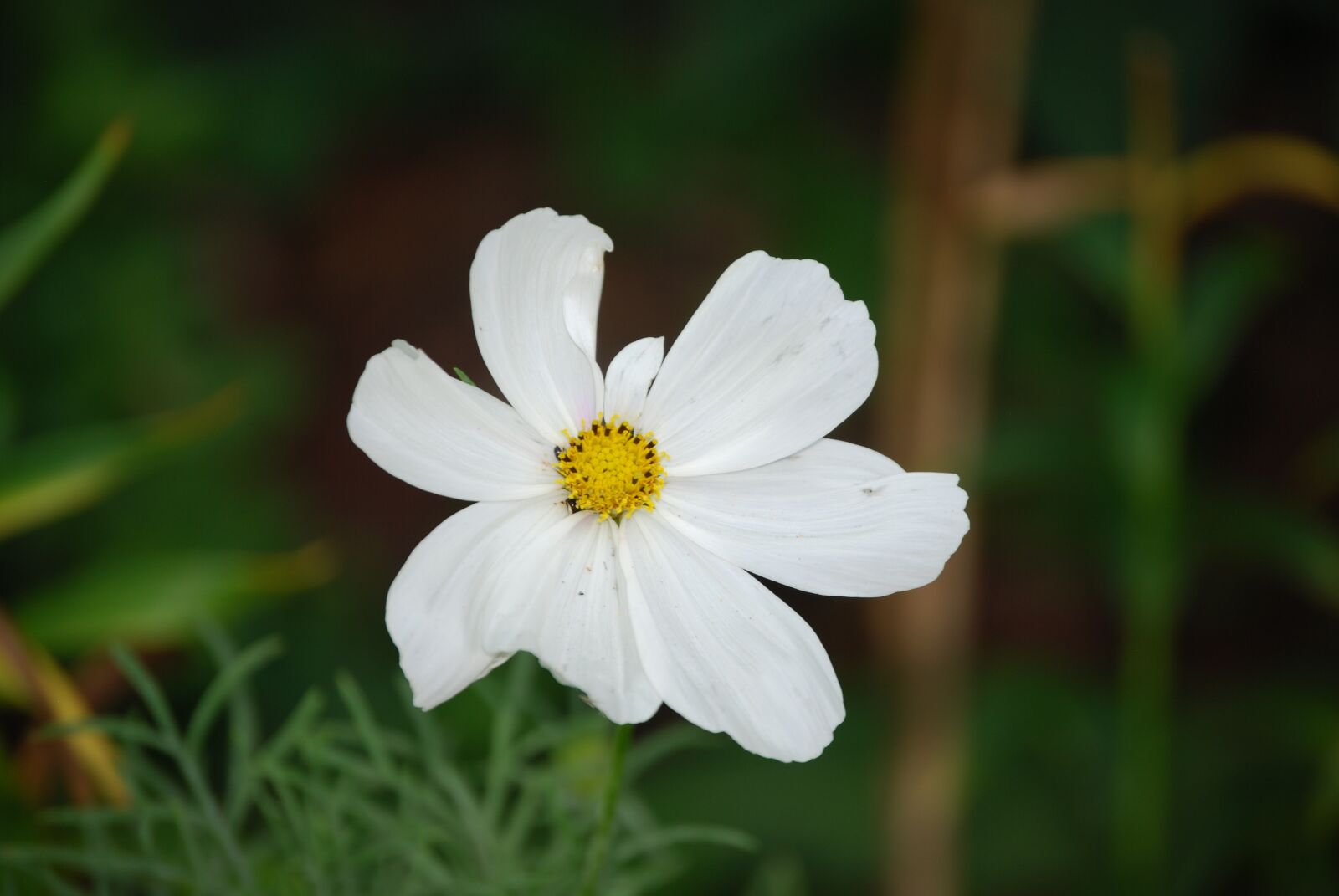 Nikon D40X sample photo. Flower, white, summer photography