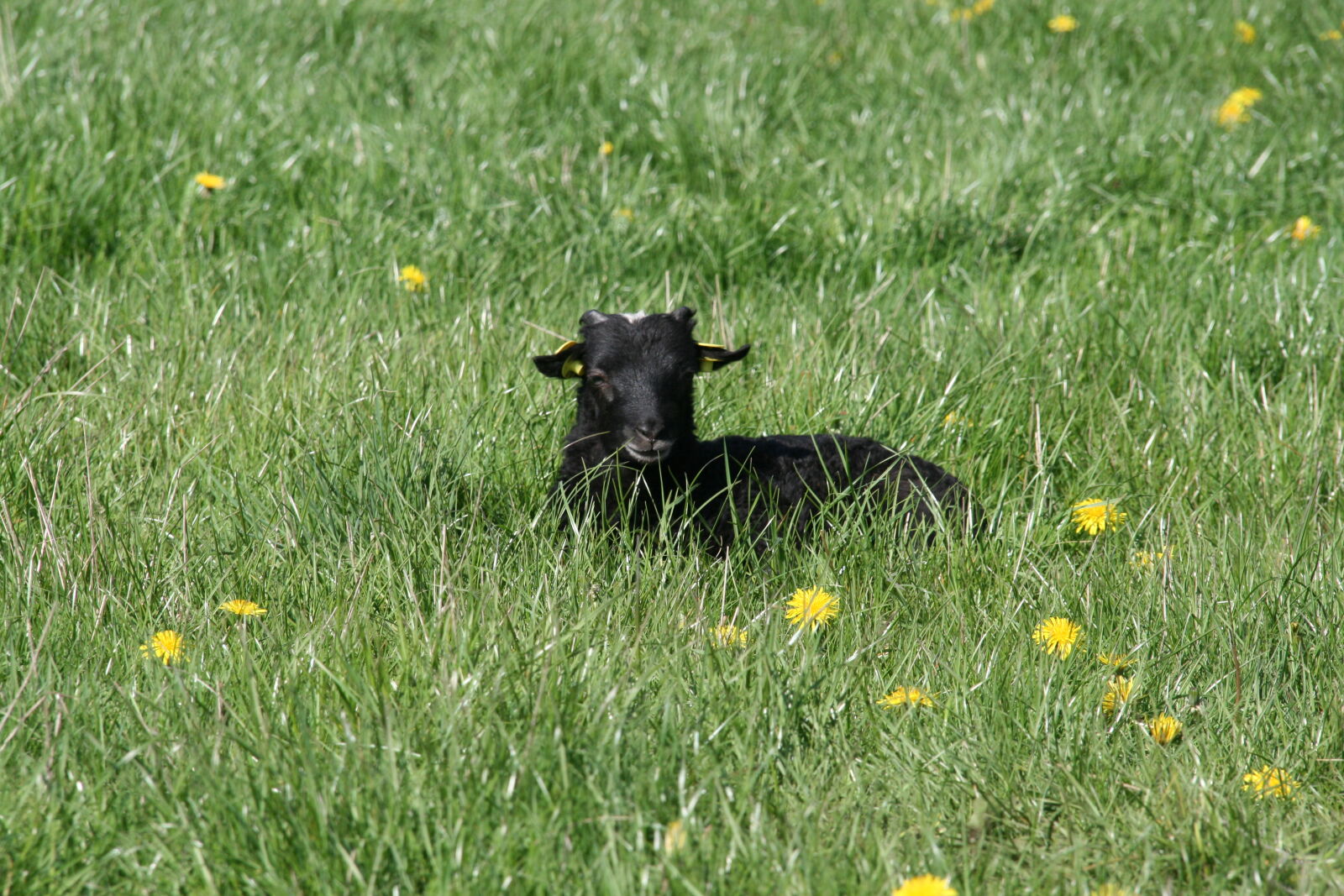 Sigma 18-200mm f/3.5-6.3 DC OS sample photo. Agriculture, country, countryside, environment photography