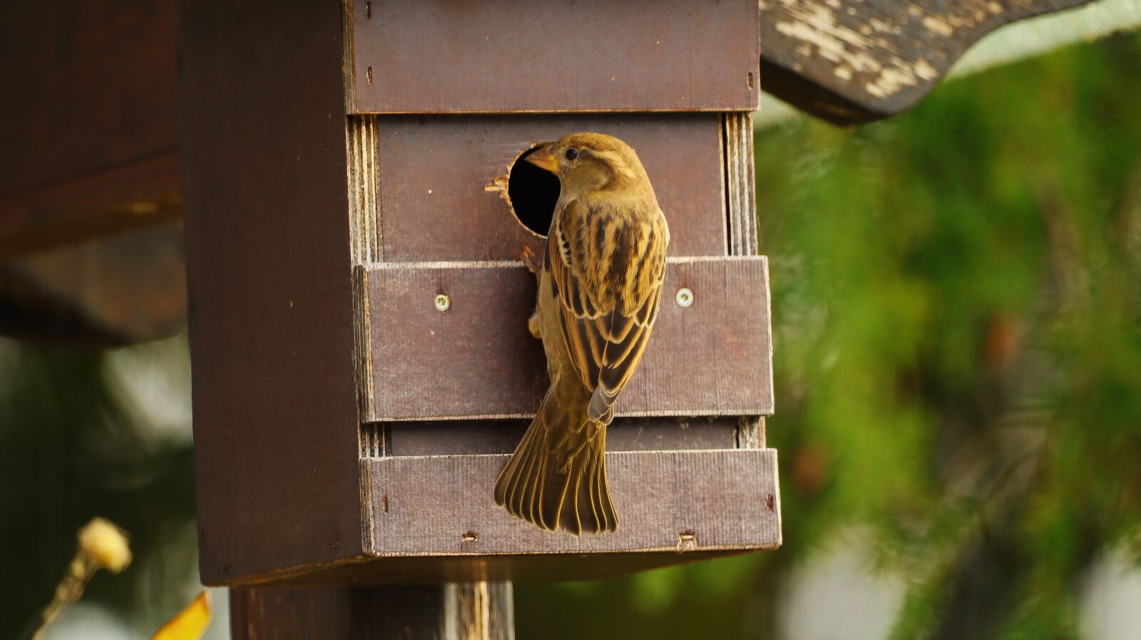 150-600mm F5-6.3 DG OS HSM | Contemporary 015 sample photo. Chaffinch, female, bird photography