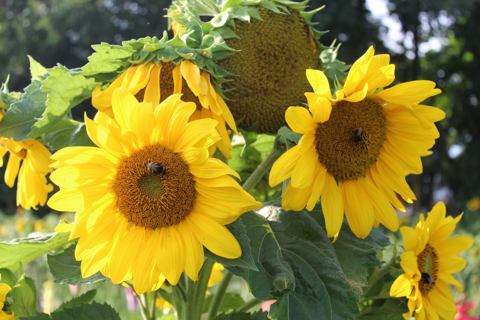 Canon EOS 1300D (EOS Rebel T6 / EOS Kiss X80) sample photo. Sunflower, flowers, yellow photography