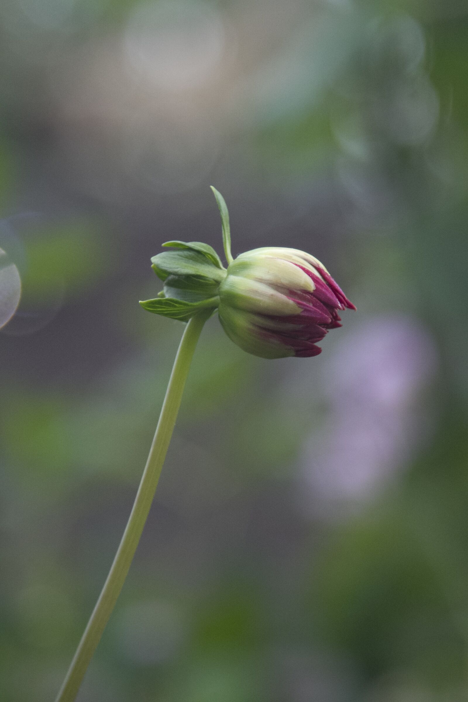 Canon EOS 7D + Canon EF 24-105mm F4L IS USM sample photo. Flower budding, nature, blooming photography