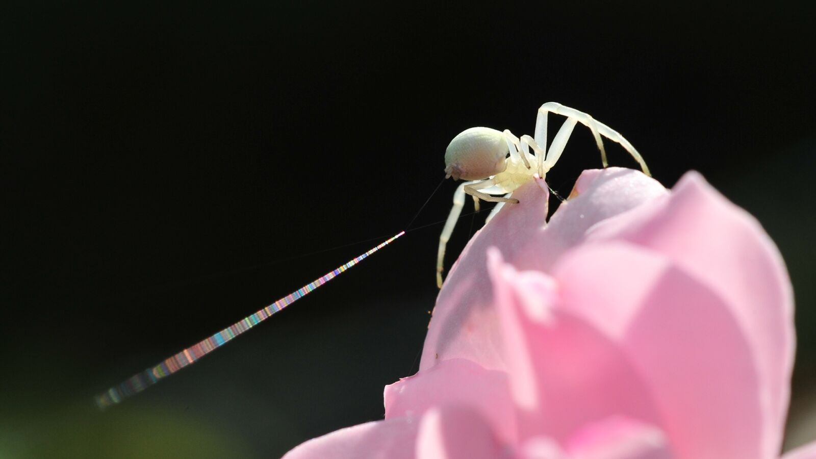 Nikon D3S sample photo. Goldenrod crab spider, garden photography