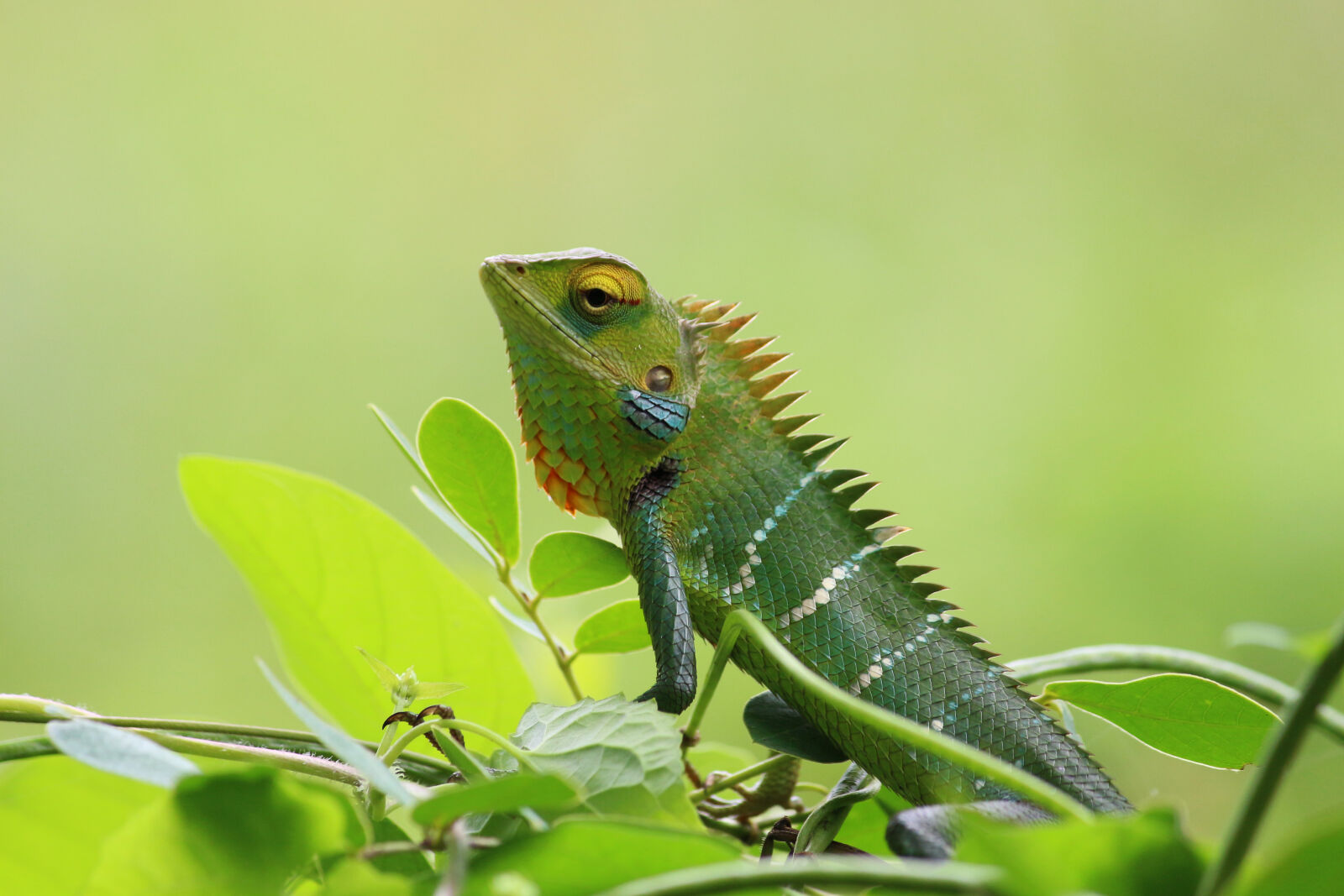 Canon EOS 700D (EOS Rebel T5i / EOS Kiss X7i) sample photo. Animal, chameleon, close, up photography