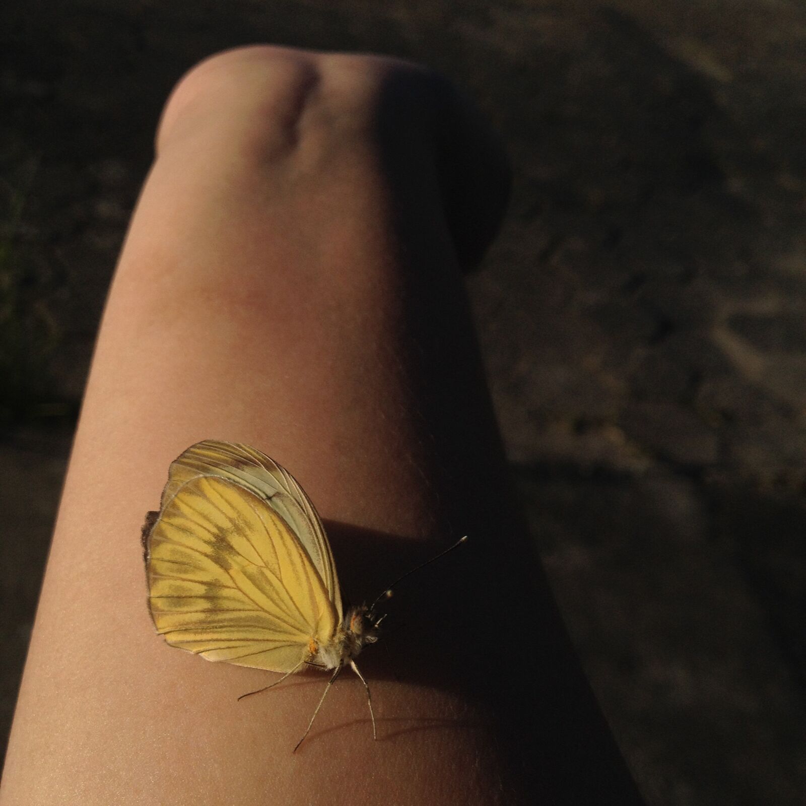 iPhone 4S back camera 4.28mm f/2.4 sample photo. Butterfly, yellow, nature photography