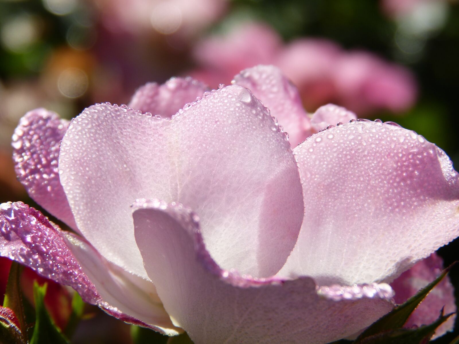 Panasonic Lumix DMC-FZ150 sample photo. Rose, rose bloom, pink photography