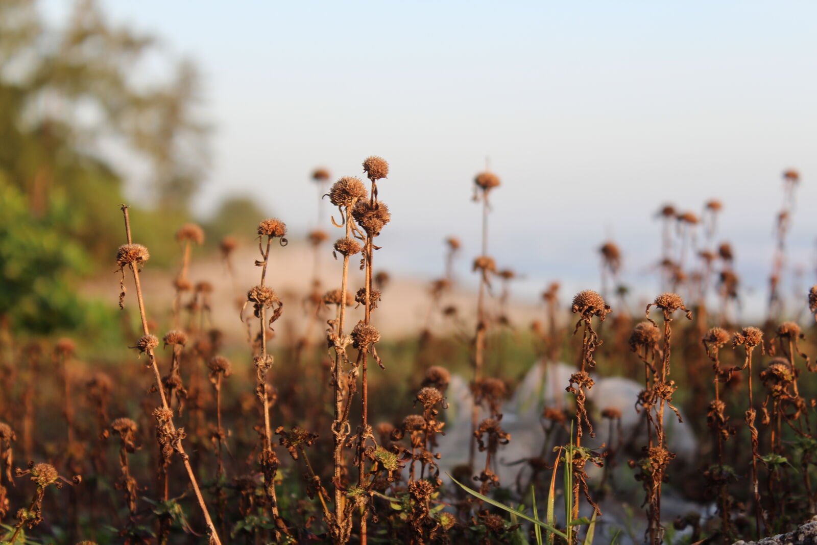 Canon EOS 600D (Rebel EOS T3i / EOS Kiss X5) sample photo. Dead, plant photography