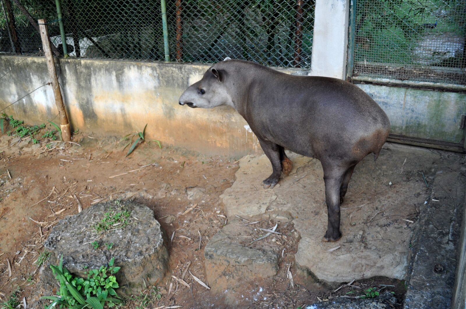 Nikon D5000 sample photo. Tapir, large, herbivorous, mamma photography