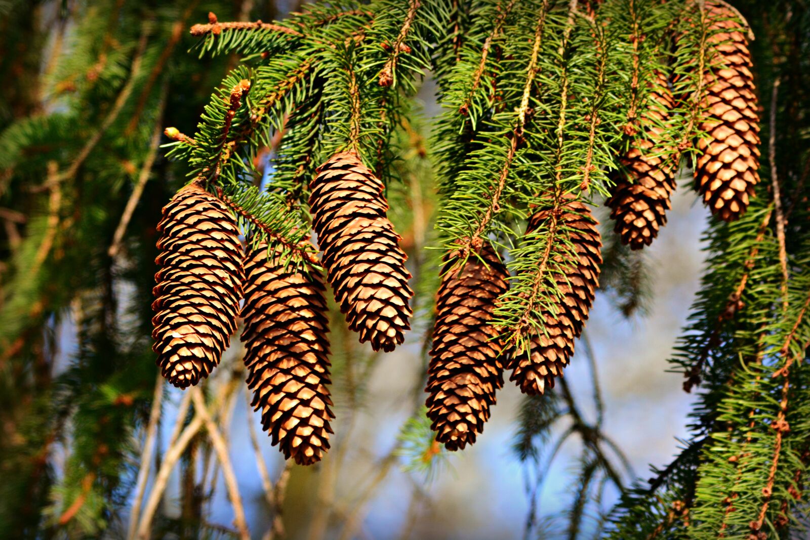 Nikon D7100 sample photo. Cone, pine, fruit photography