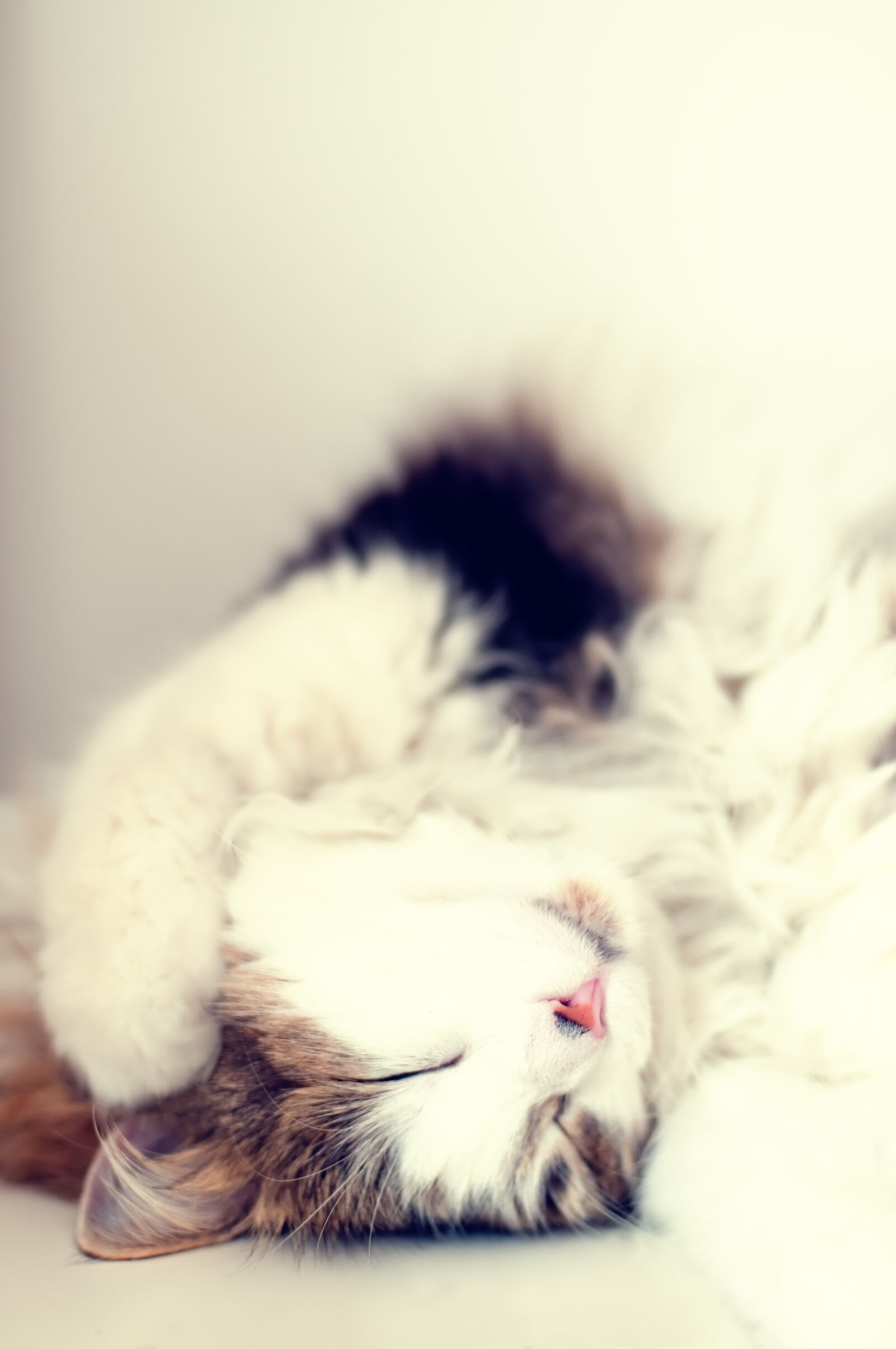 Nikon D300 sample photo. Animal, pet, cute, fur photography