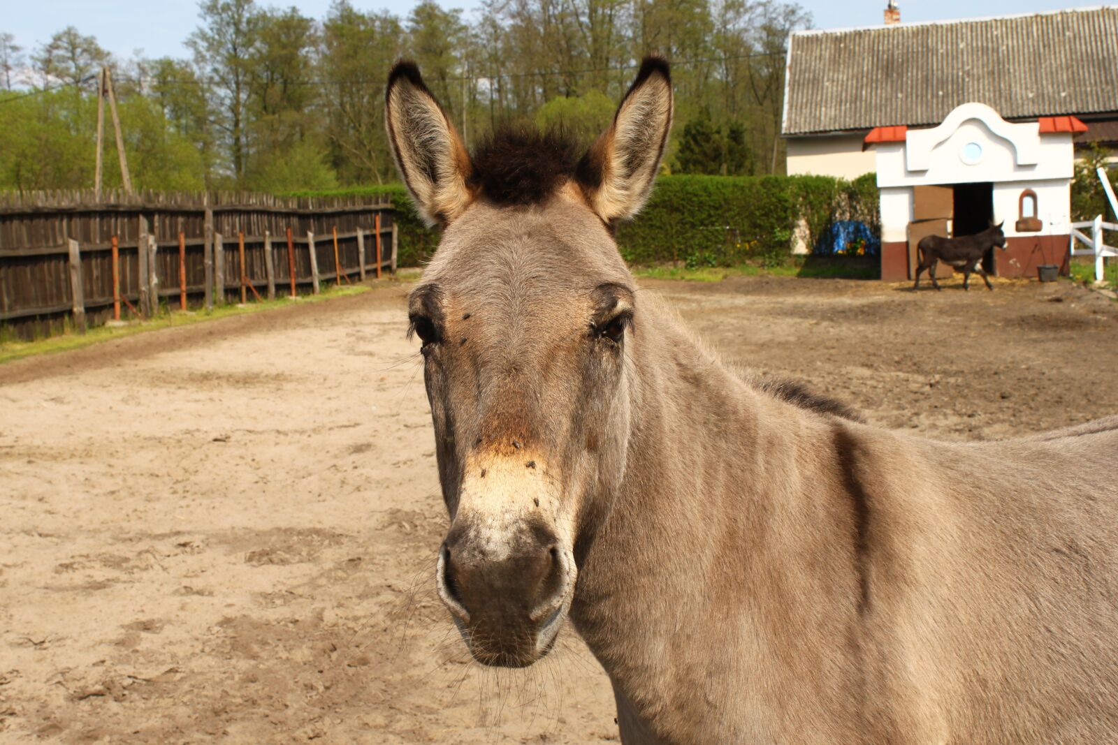 Canon EOS 500D (EOS Rebel T1i / EOS Kiss X3) sample photo. Farm, animals, rural district photography