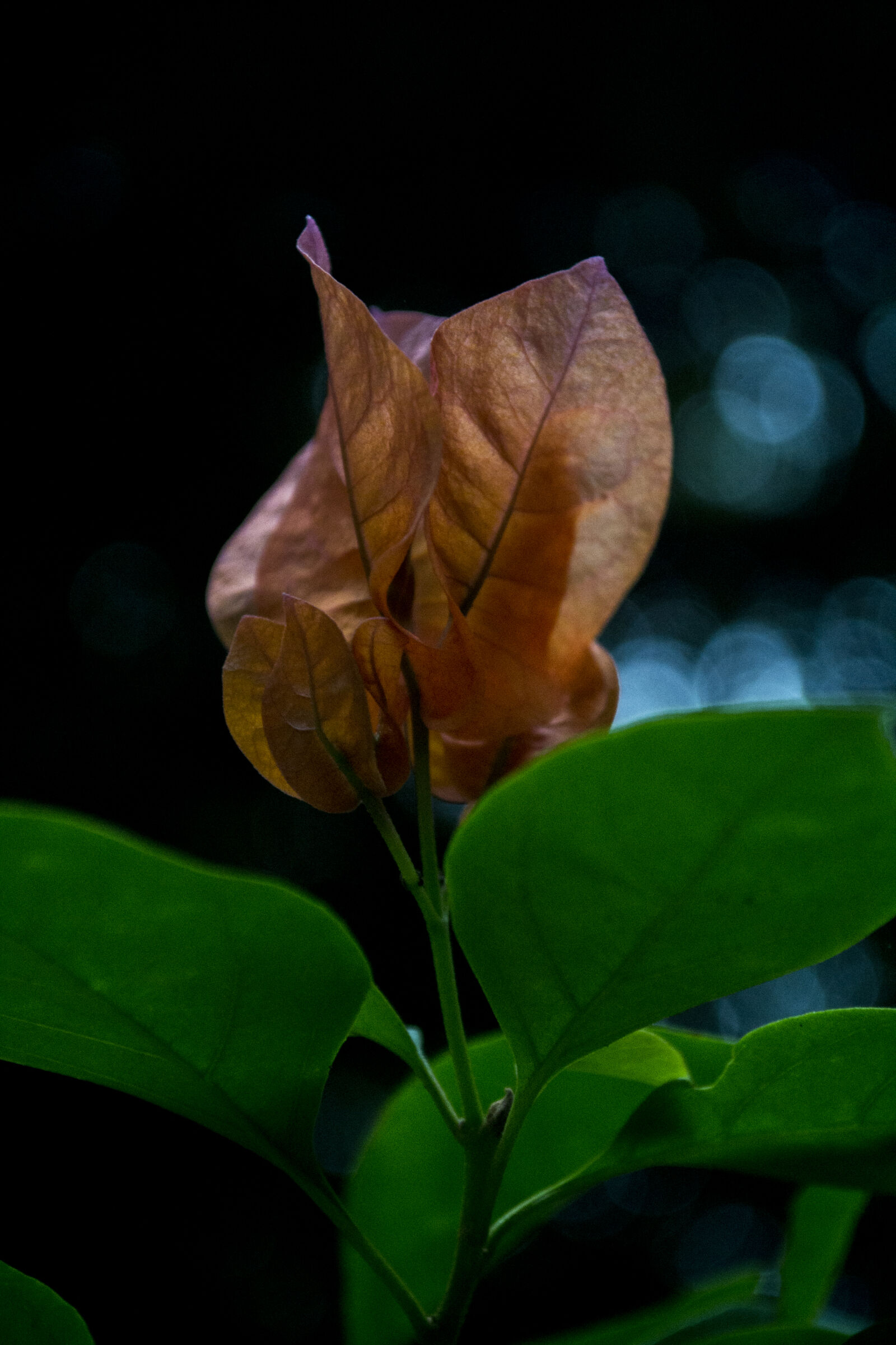 Nikon D3100 sample photo