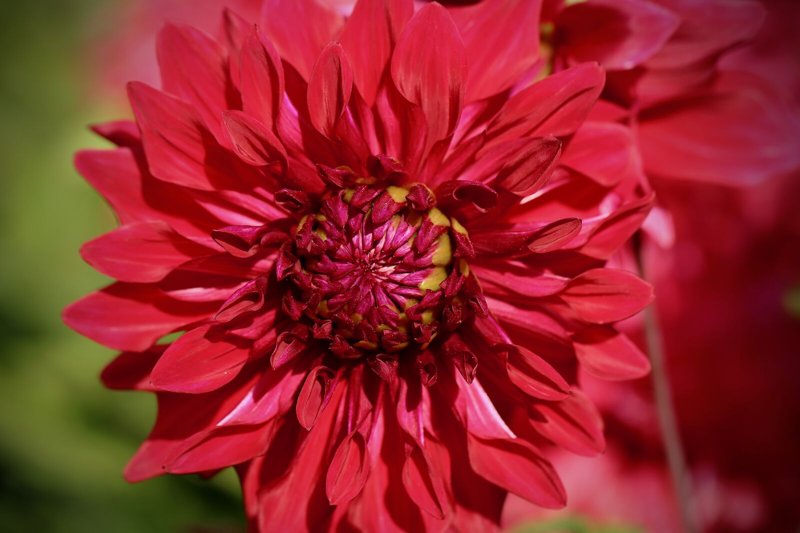 Canon EOS 800D (EOS Rebel T7i / EOS Kiss X9i) sample photo. Dahlia, dahlia flower, petals photography