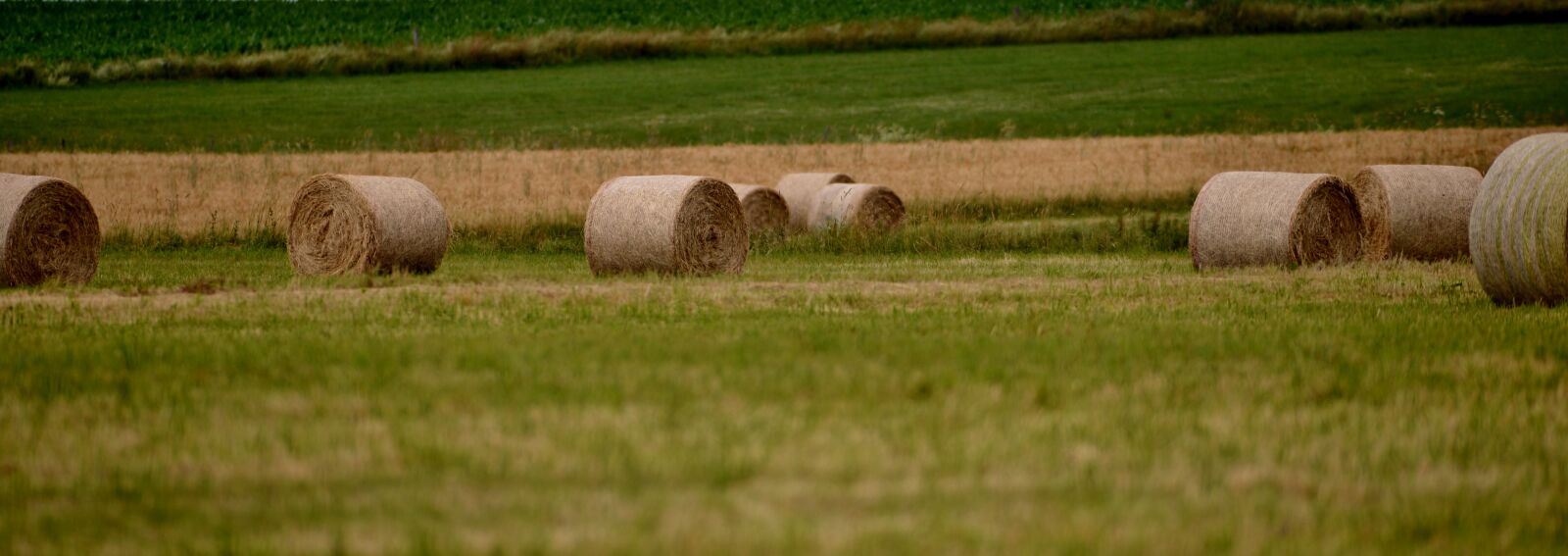 Nikon D600 sample photo. Hay bales, harvest, grass photography