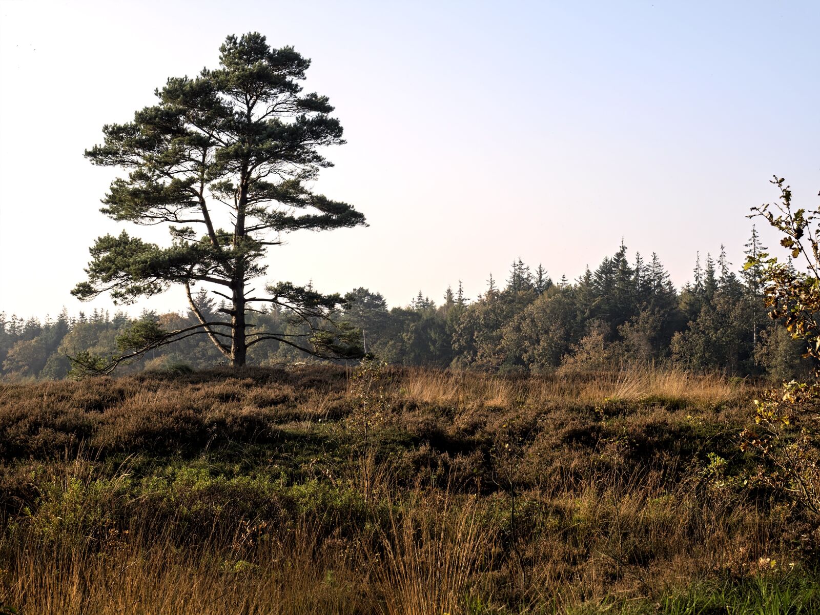 Olympus OM-D E-M5 II + Olympus M.Zuiko Digital ED 12-40mm F2.8 Pro sample photo. Heide, heathland, erika photography