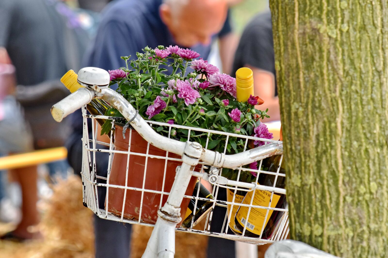 Nikon D5500 sample photo. Bicycle, bottles, red wine photography