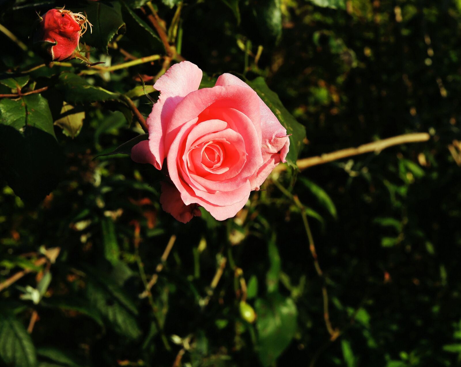 Sony Alpha DSLR-A850 sample photo. Rose, blossom, bloom photography