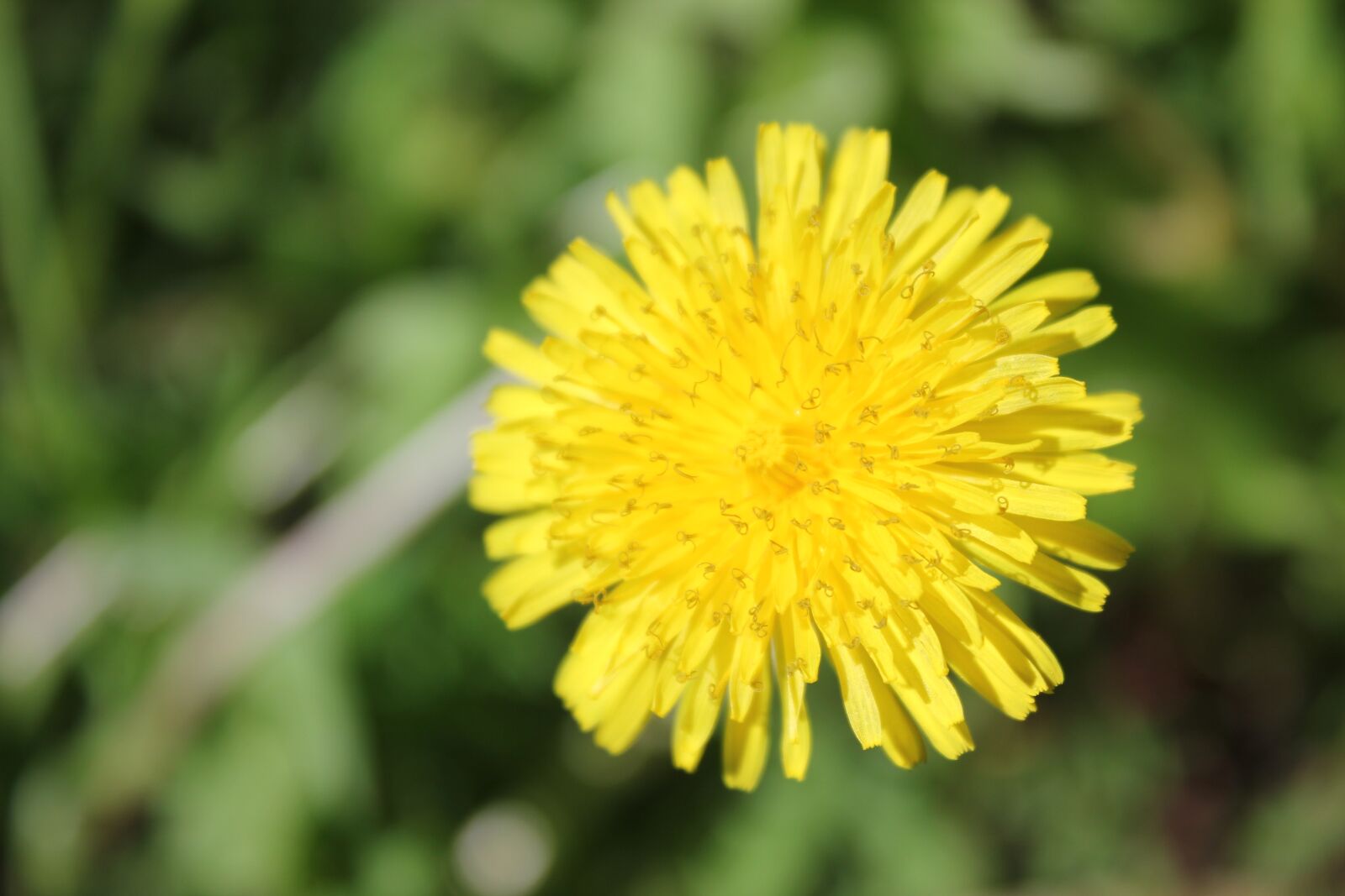Canon EOS 550D (EOS Rebel T2i / EOS Kiss X4) sample photo. Dandelion, summer, yellow photography