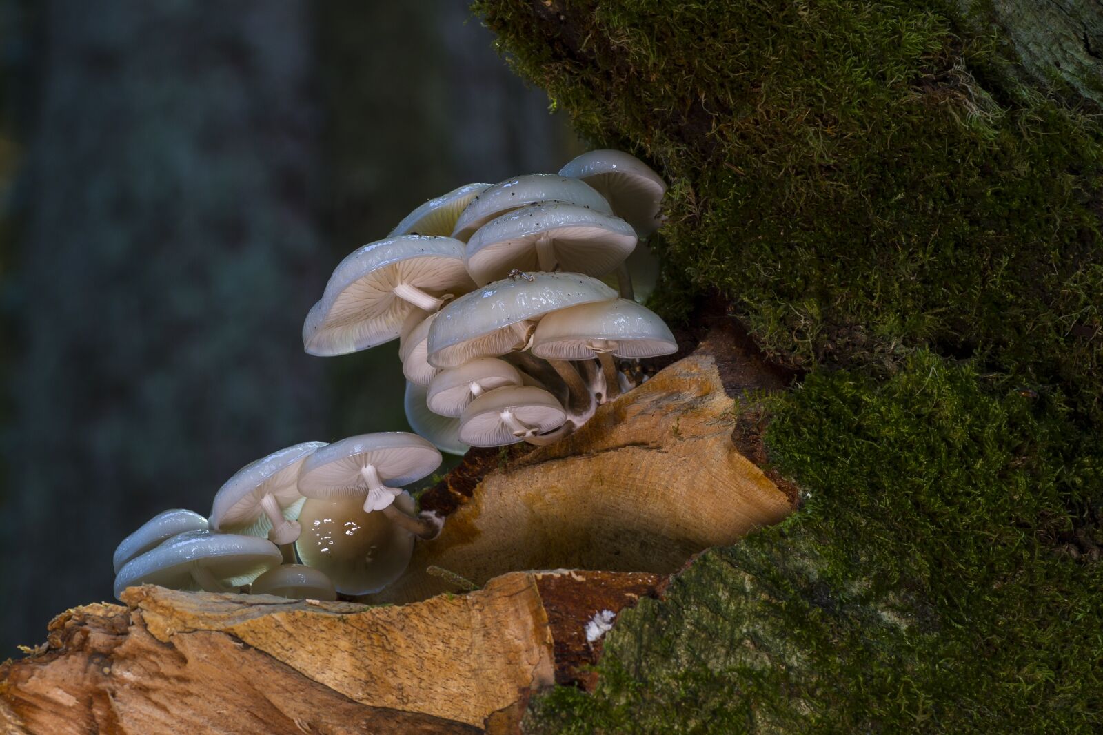 Canon EOS 7D sample photo. Book schleiml oyster mushroom photography