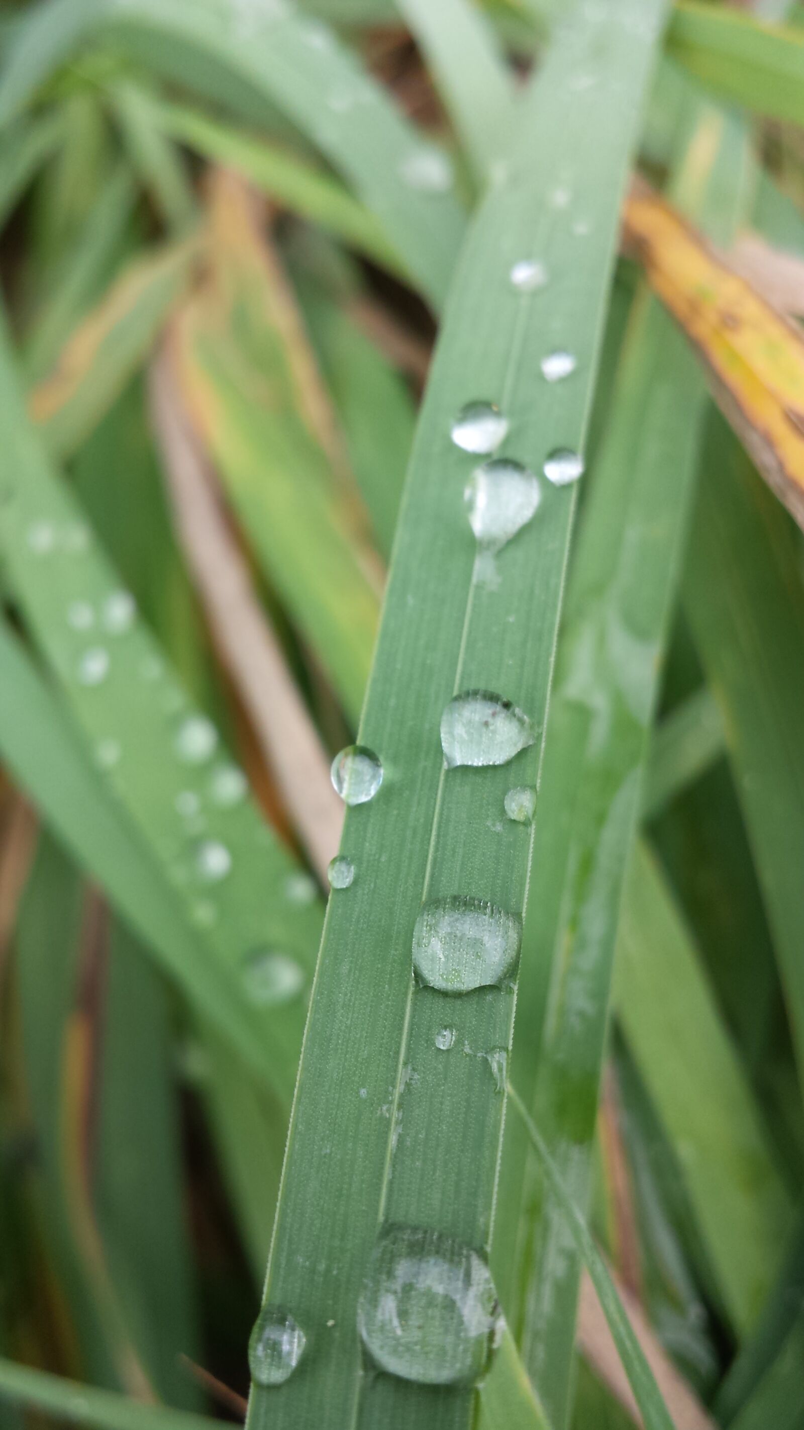 Samsung Galaxy S4 sample photo. Dew, fresh, green photography