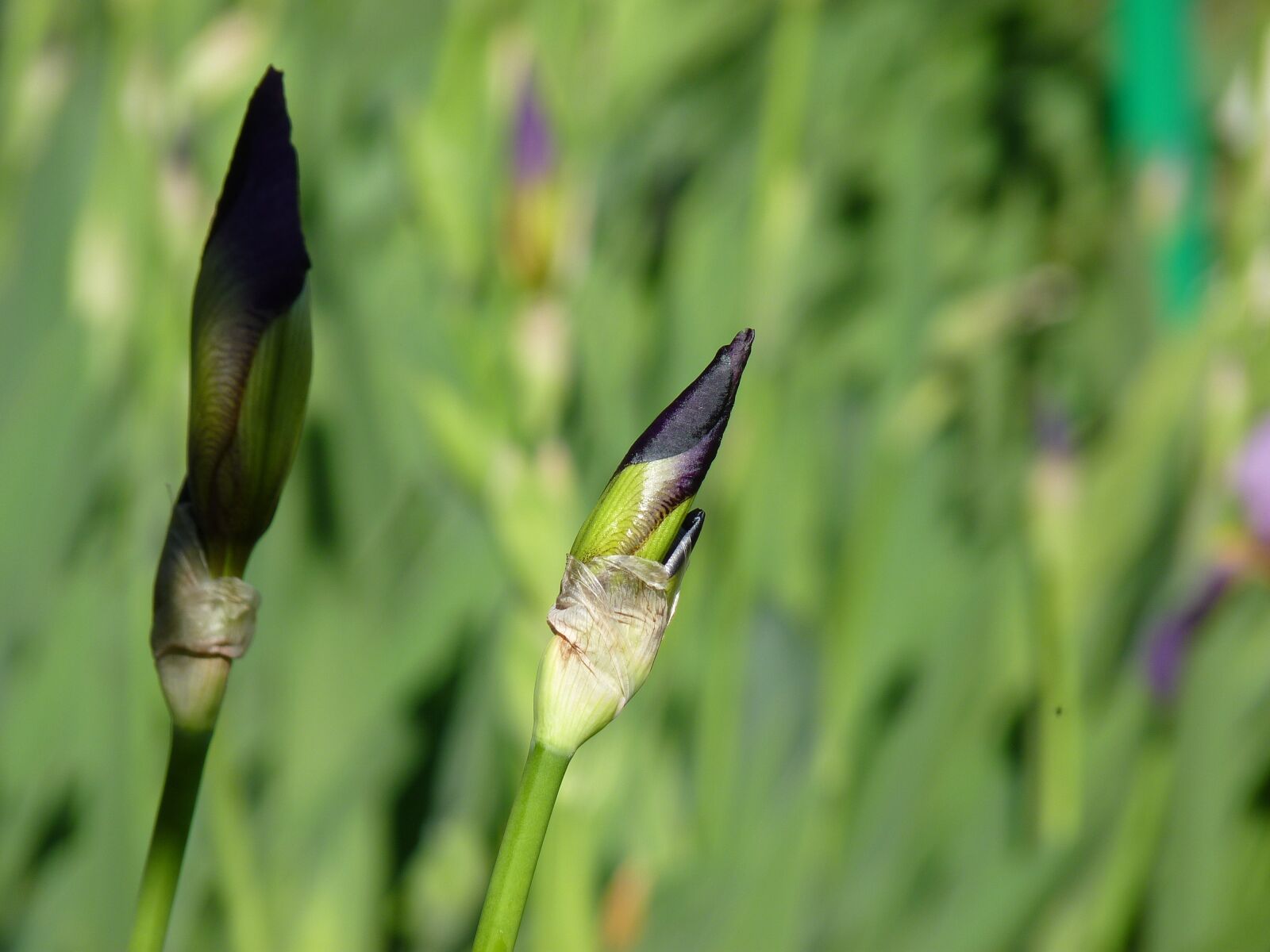 Panasonic Lumix DMC-FZ35 (Lumix DMC-FZ38) sample photo. Iris, garden, flower bud photography